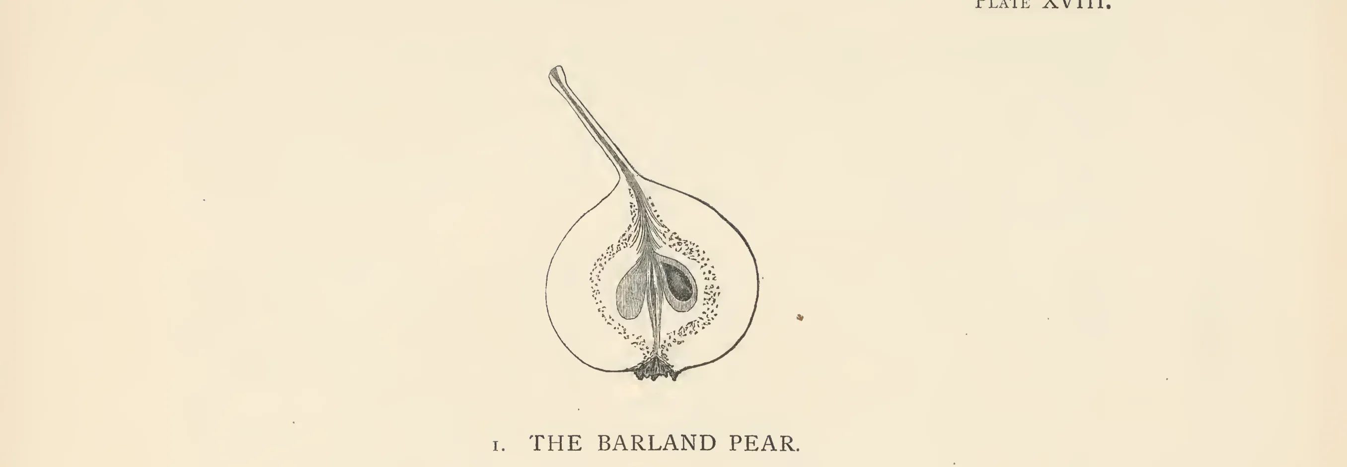 Illustration from The Herefordshire Pomona (1876–1885)