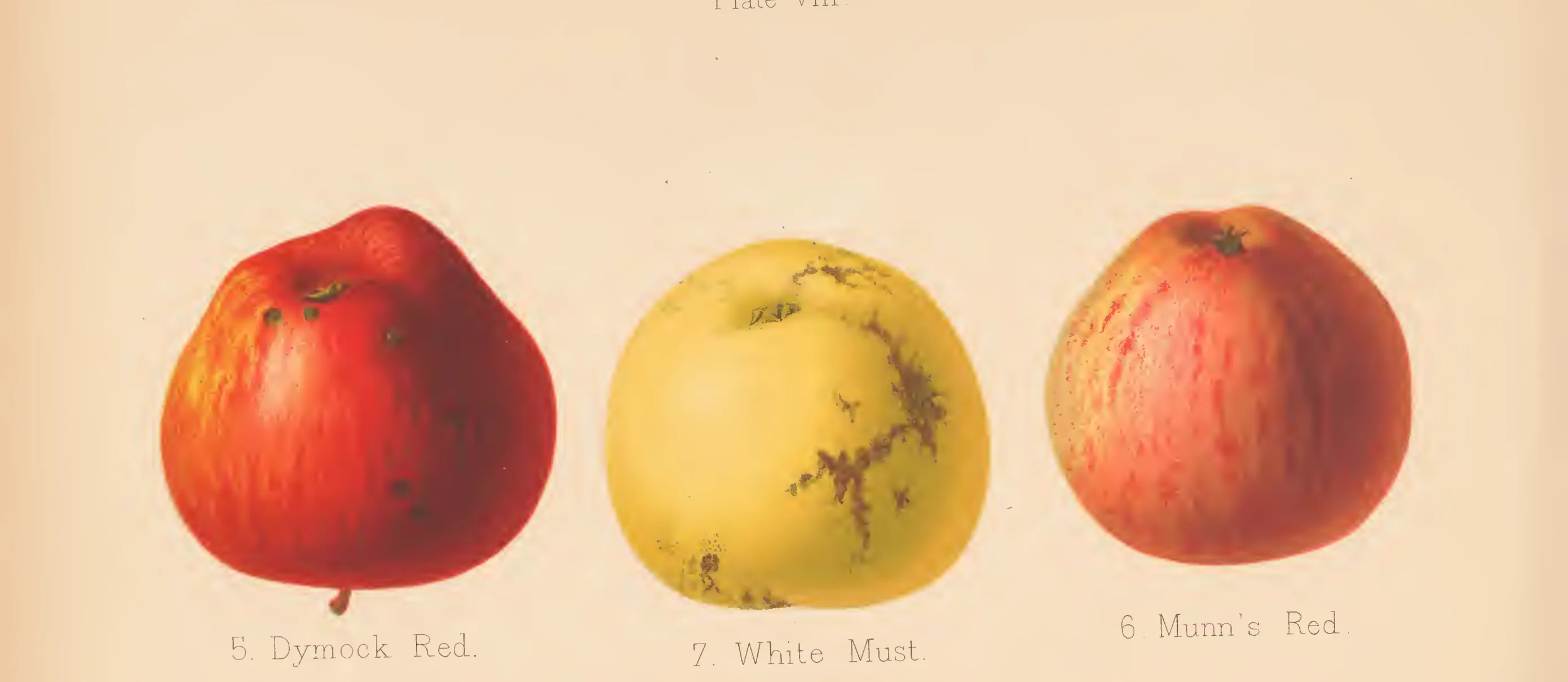 Illustration from The Herefordshire Pomona (1876–1885)