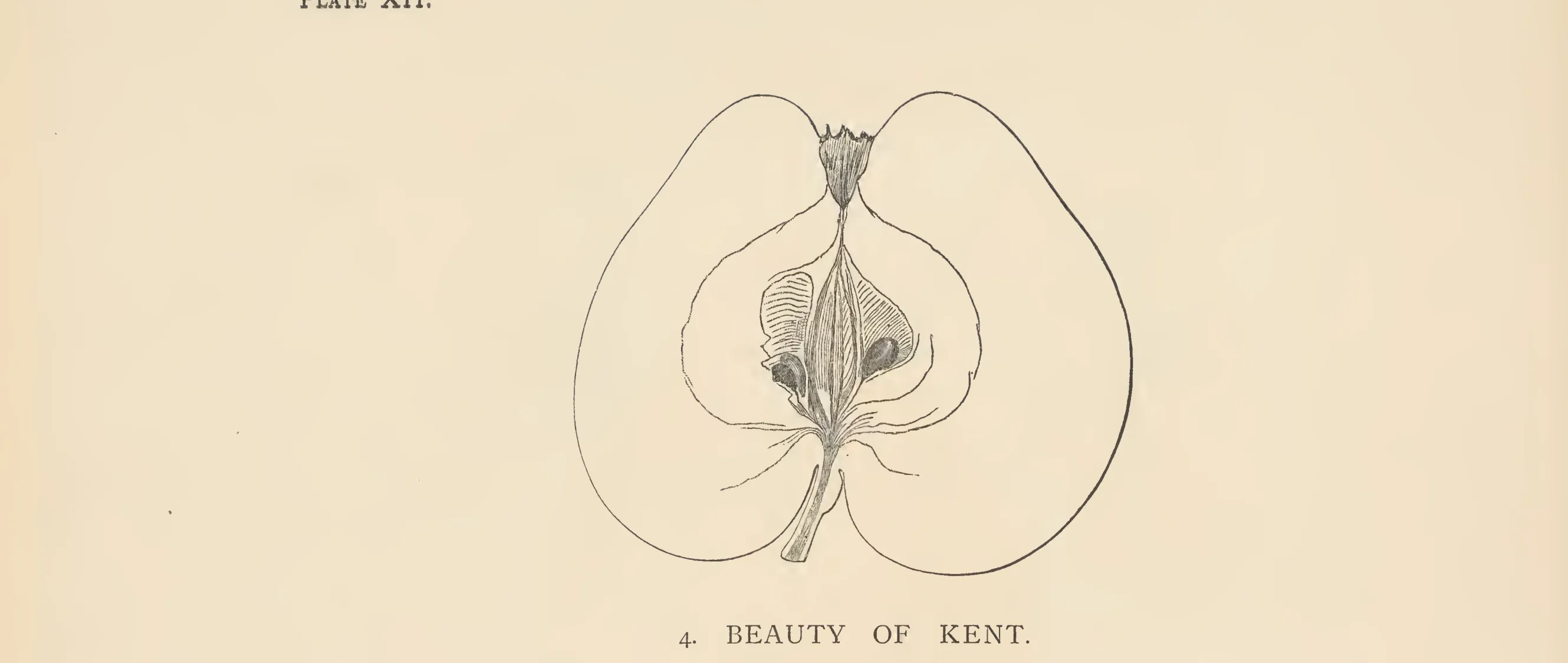 Illustration from The Herefordshire Pomona (1876–1885)