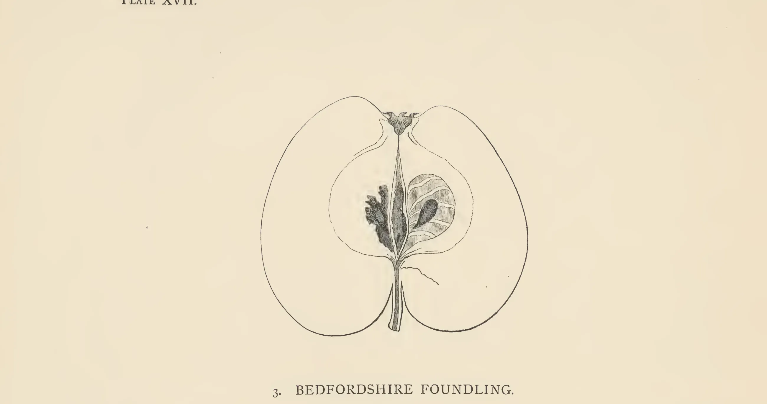 Illustration from The Herefordshire Pomona (1876–1885)