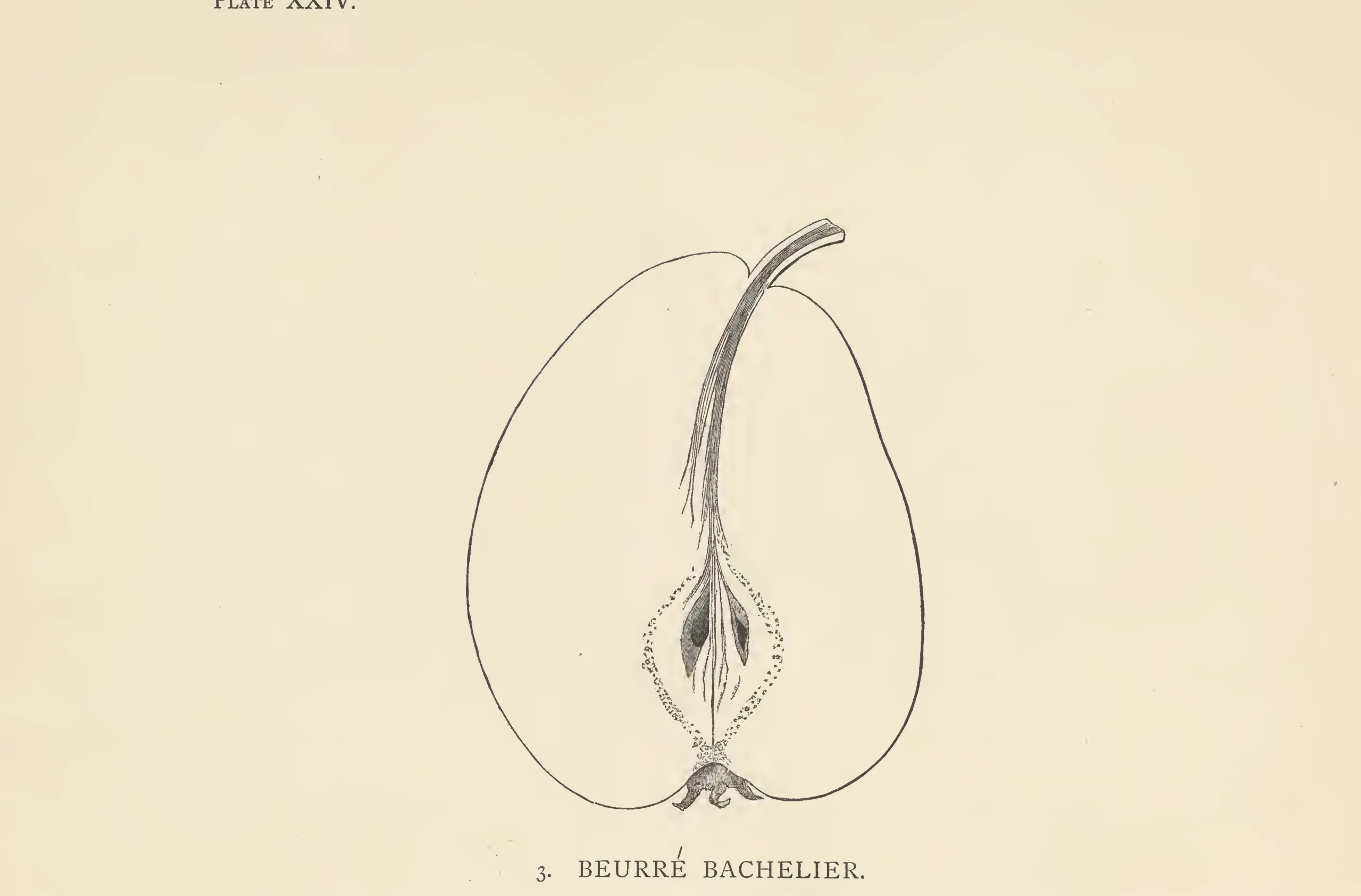 Illustration from The Herefordshire Pomona (1876–1885)
