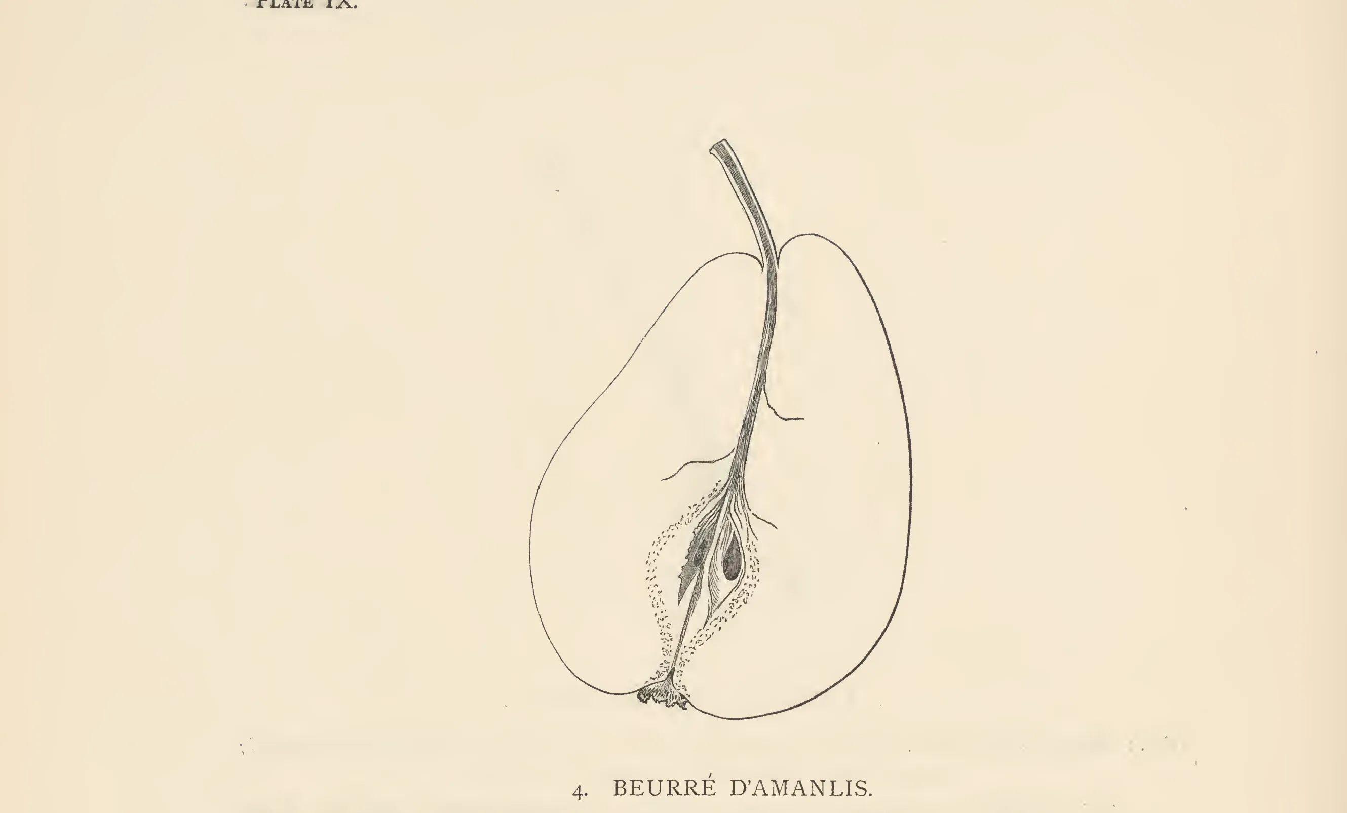 Illustration from The Herefordshire Pomona (1876–1885)