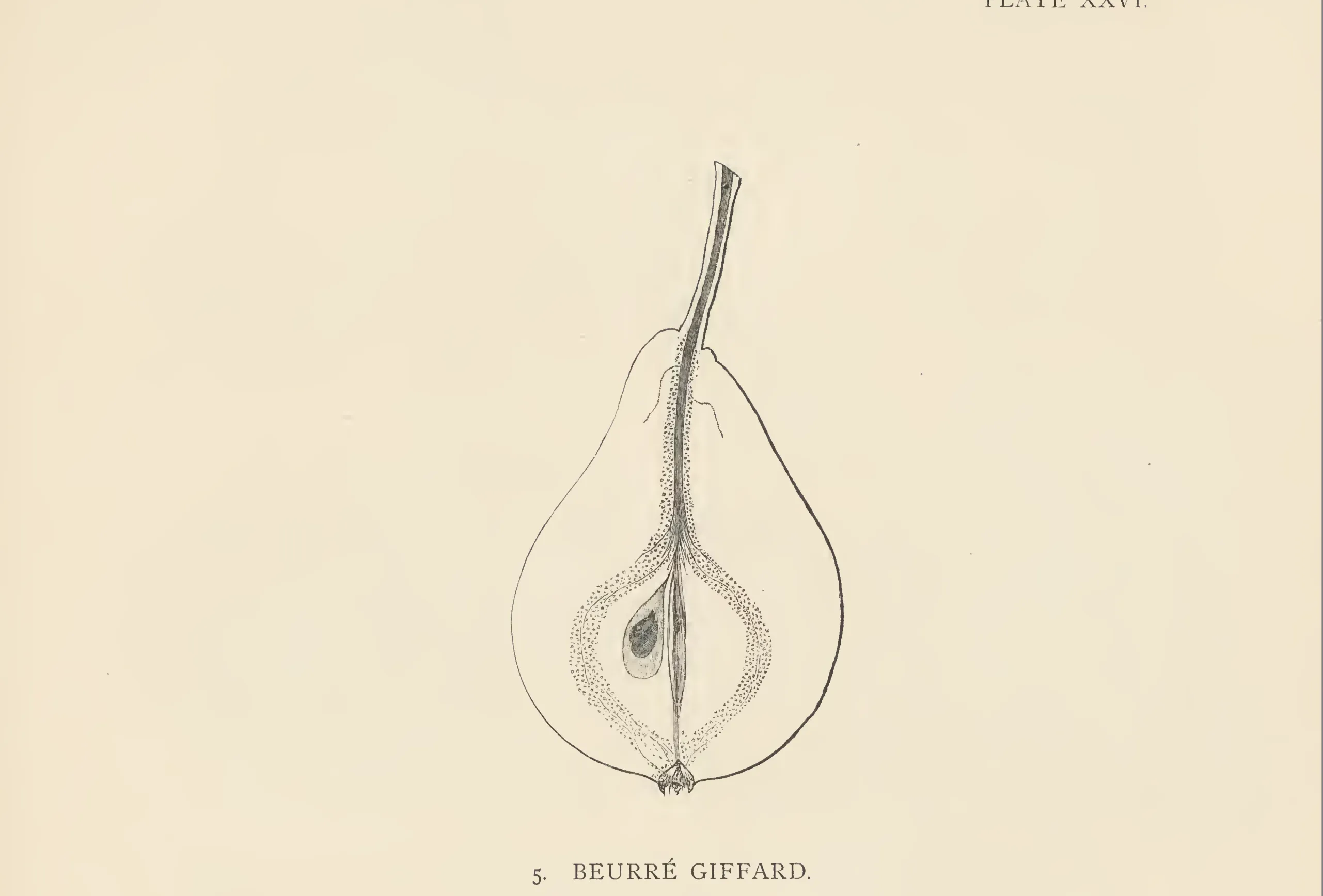 Illustration from The Herefordshire Pomona (1876–1885)