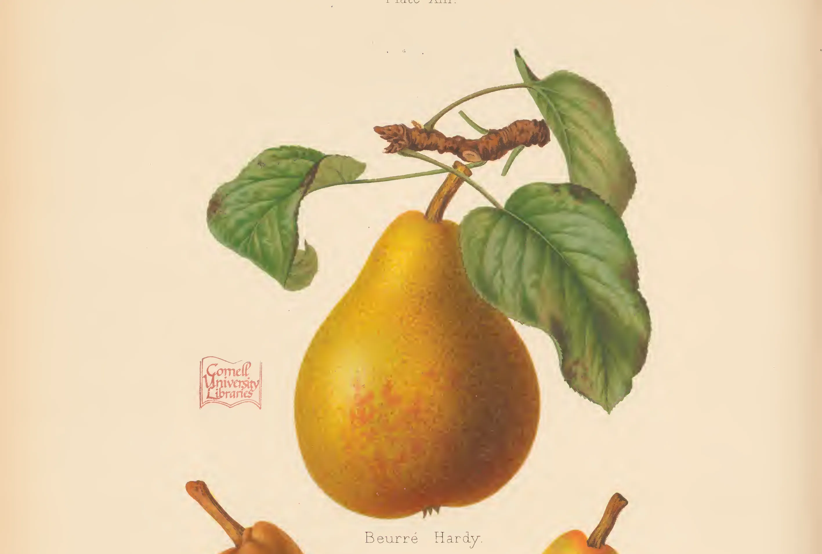Illustration from The Herefordshire Pomona (1876–1885)