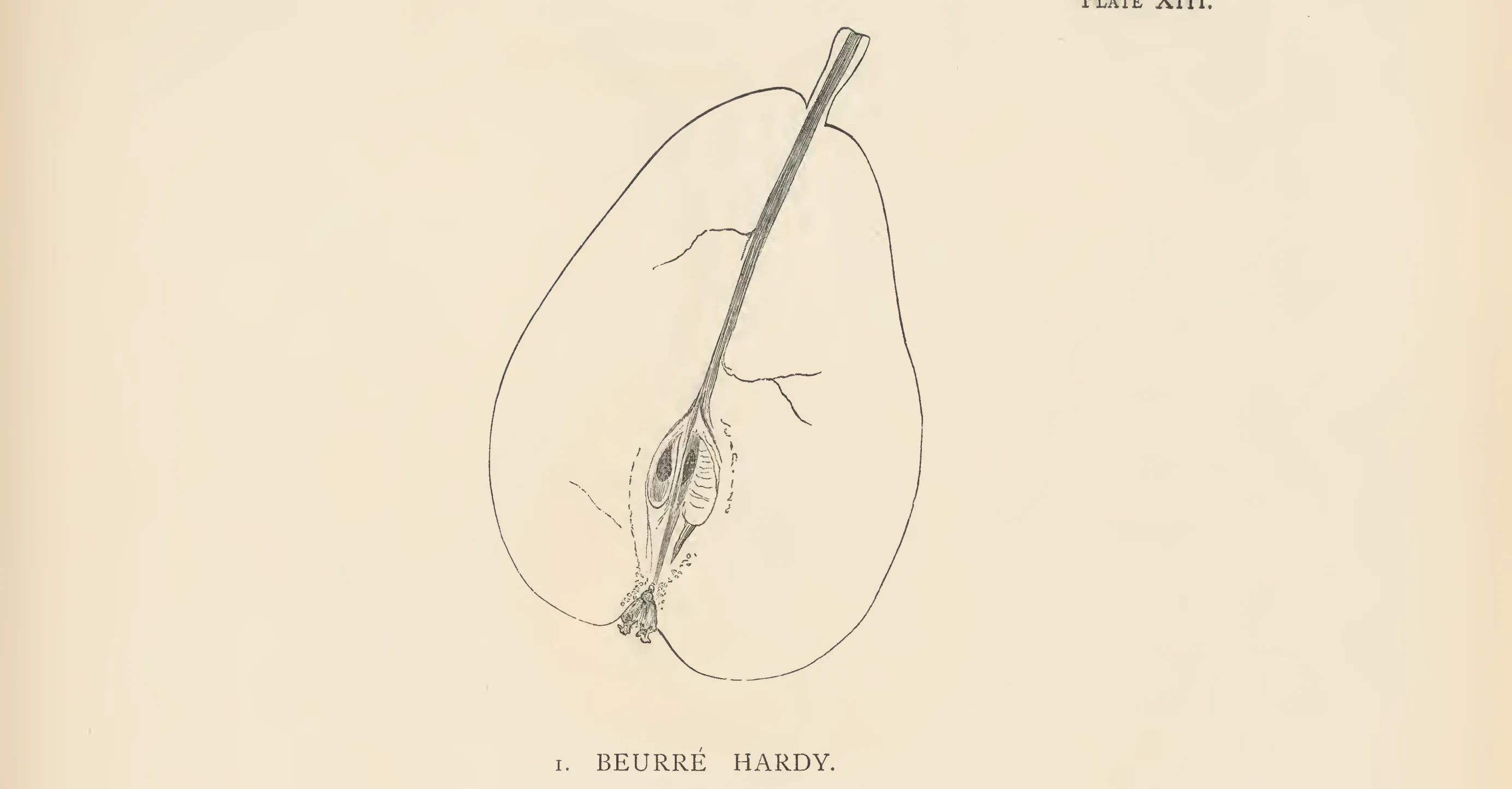 Illustration from The Herefordshire Pomona (1876–1885)