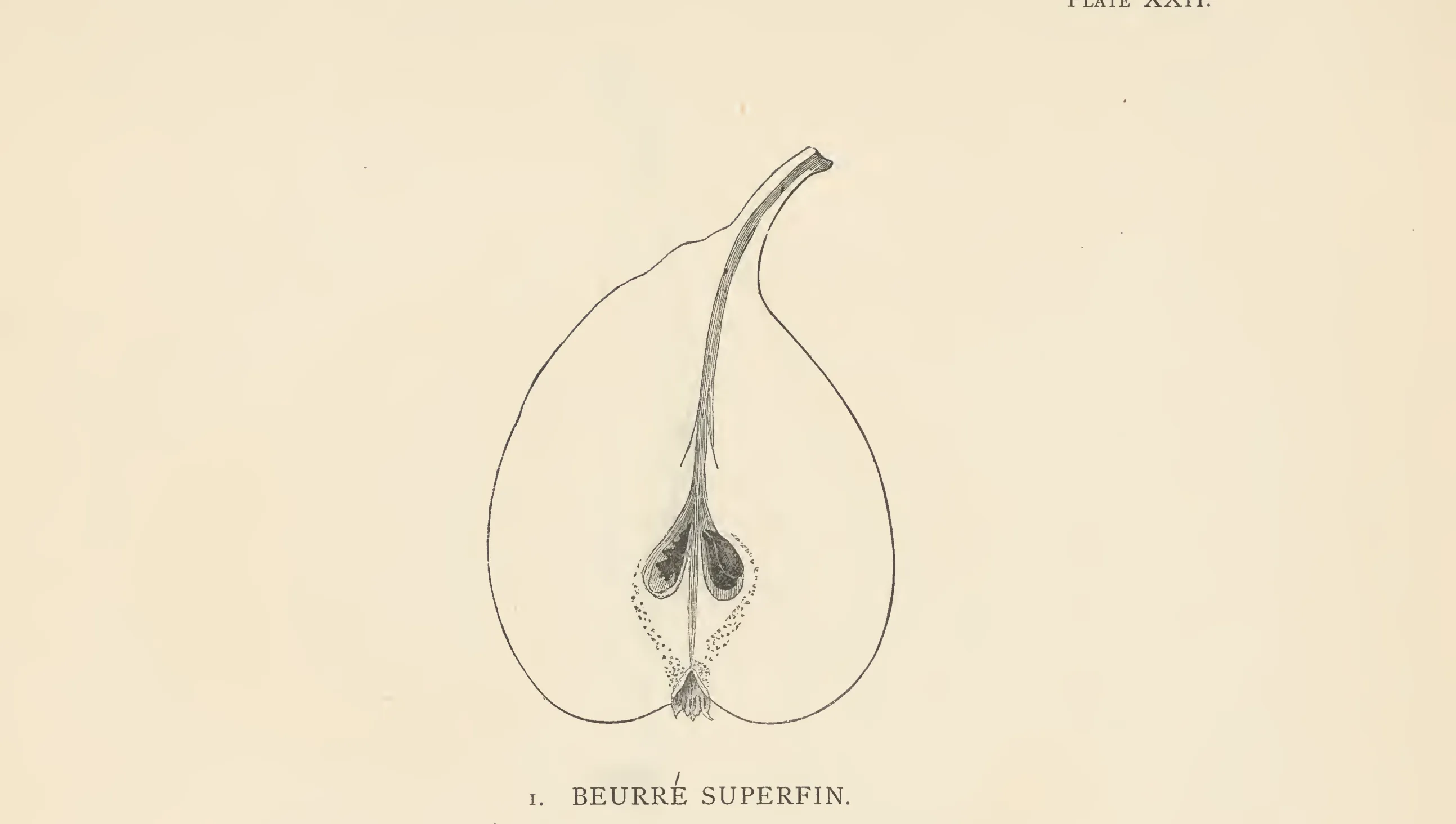 Illustration from The Herefordshire Pomona (1876–1885)