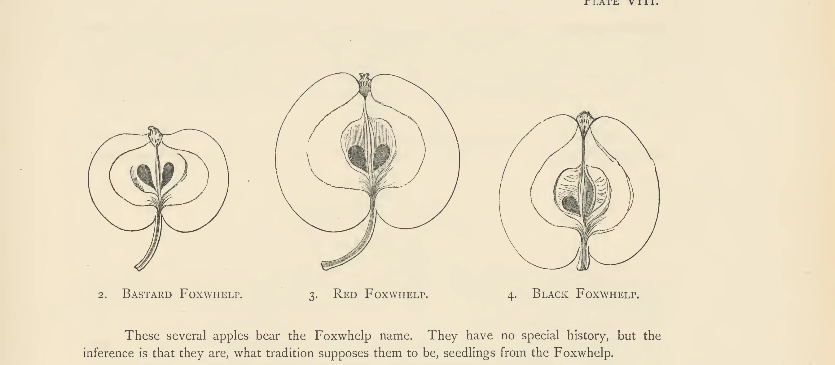 Illustration from The Herefordshire Pomona (1876–1885)