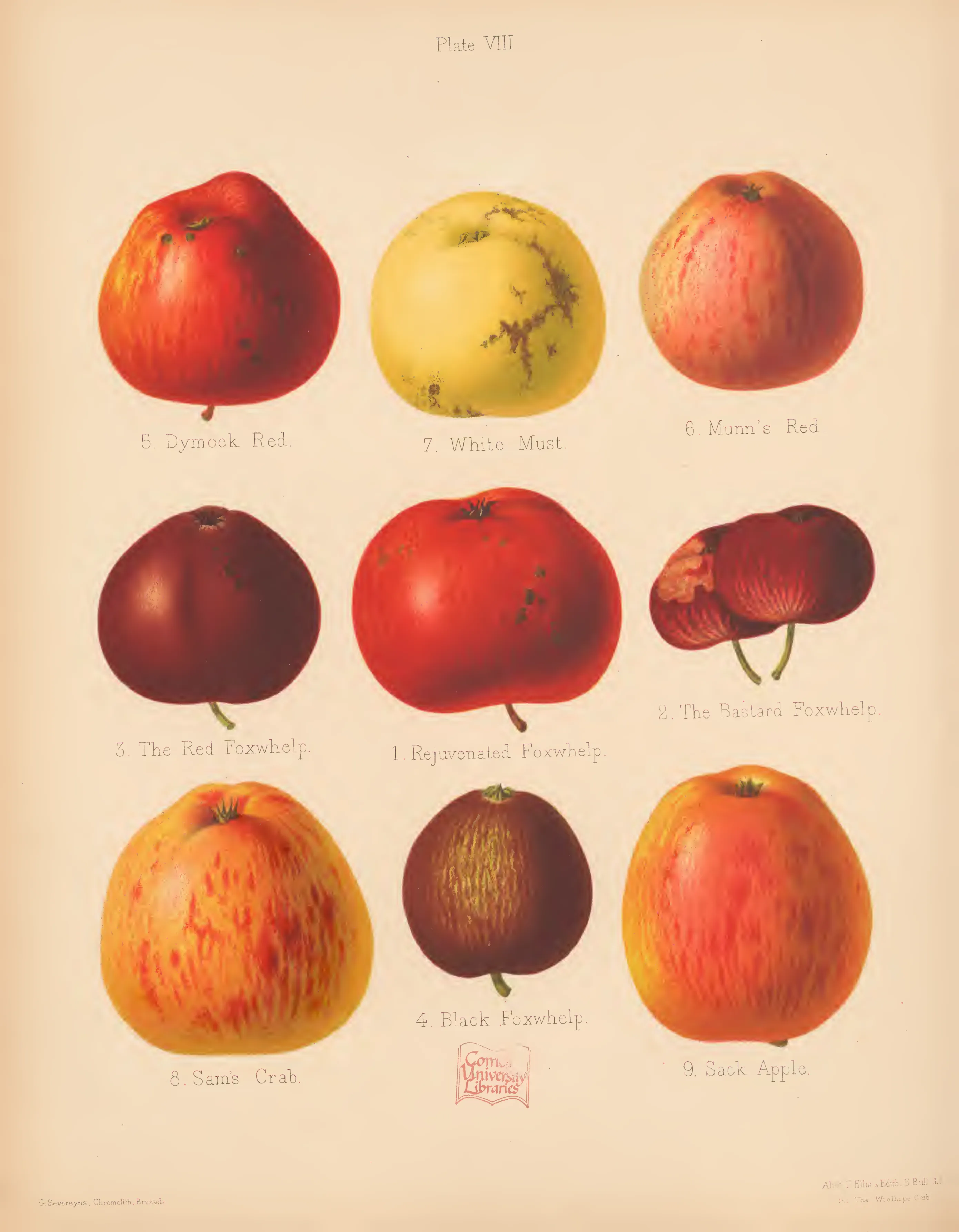 Illustration of Black Foxwhelp