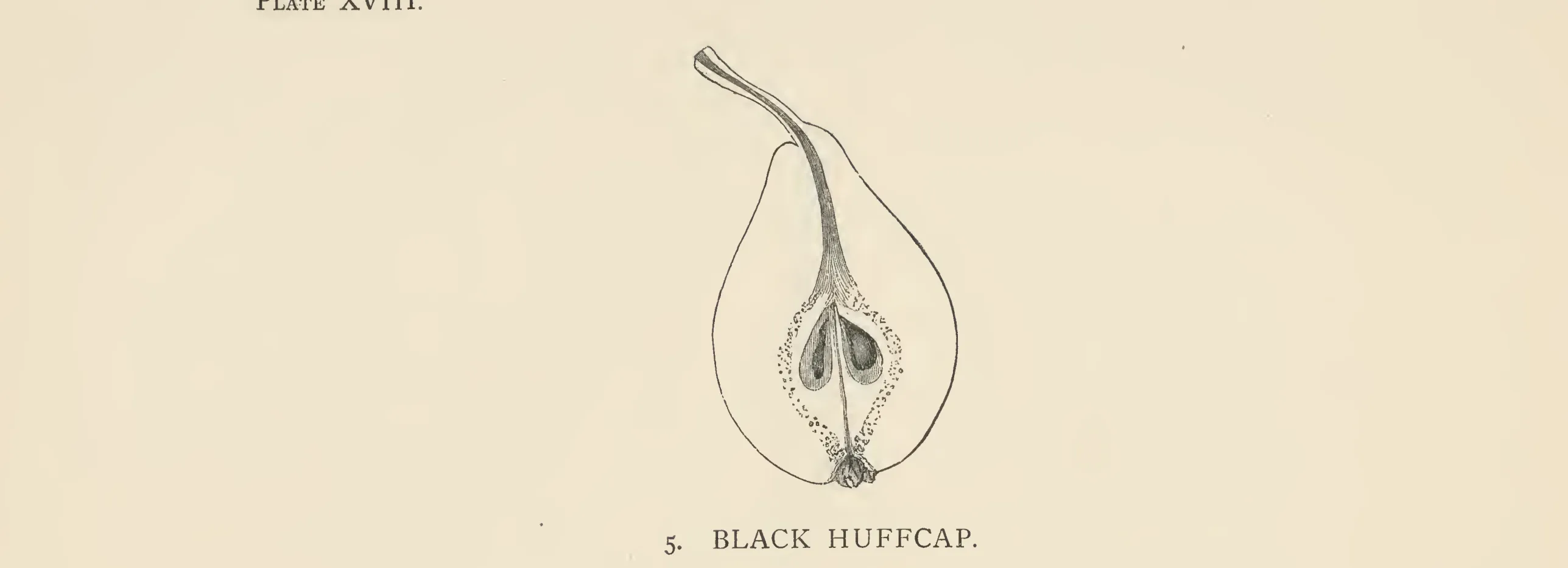 Illustration from The Herefordshire Pomona (1876–1885)