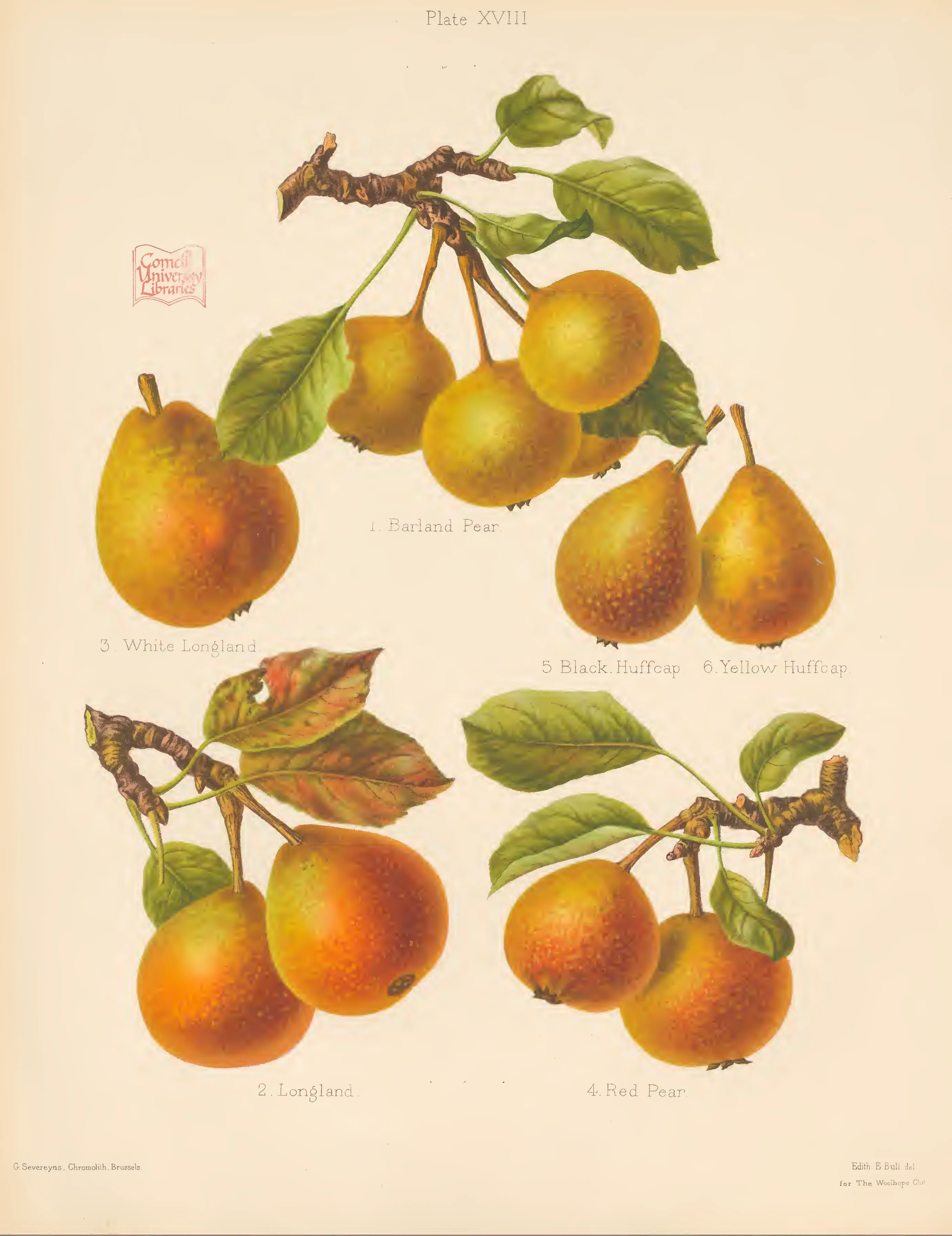 Illustration of Black Huffcap