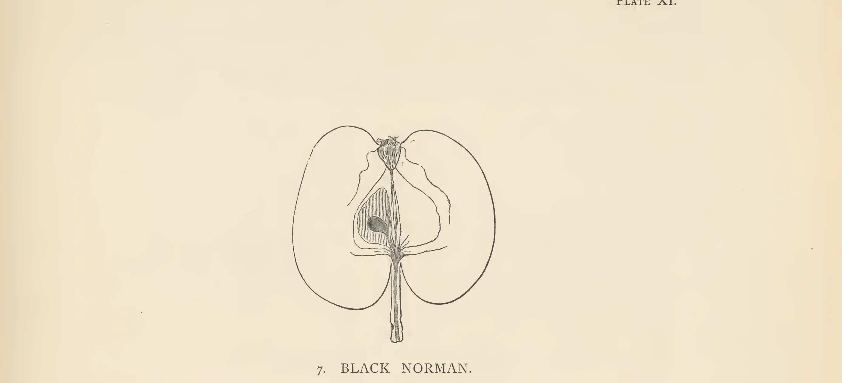 Illustration from The Herefordshire Pomona (1876–1885)