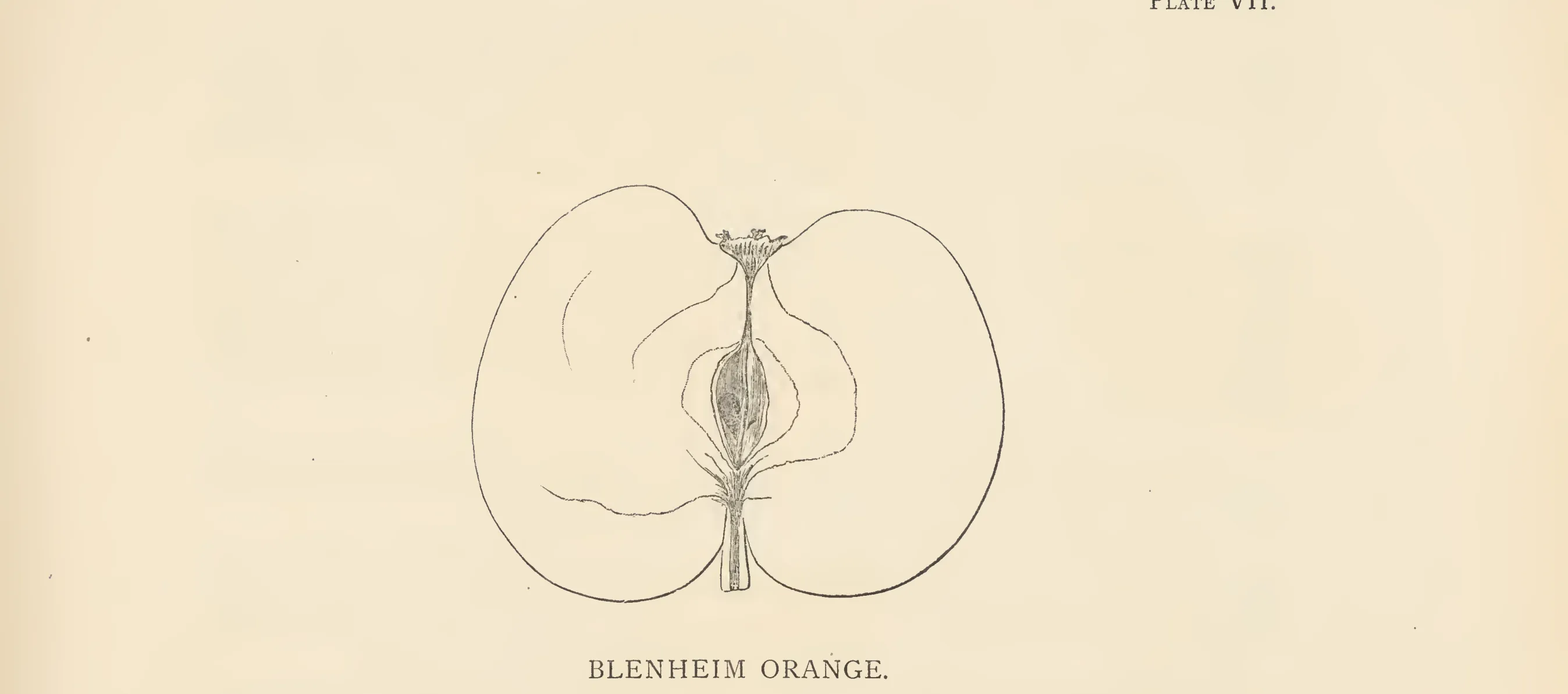 Illustration from The Herefordshire Pomona (1876–1885)
