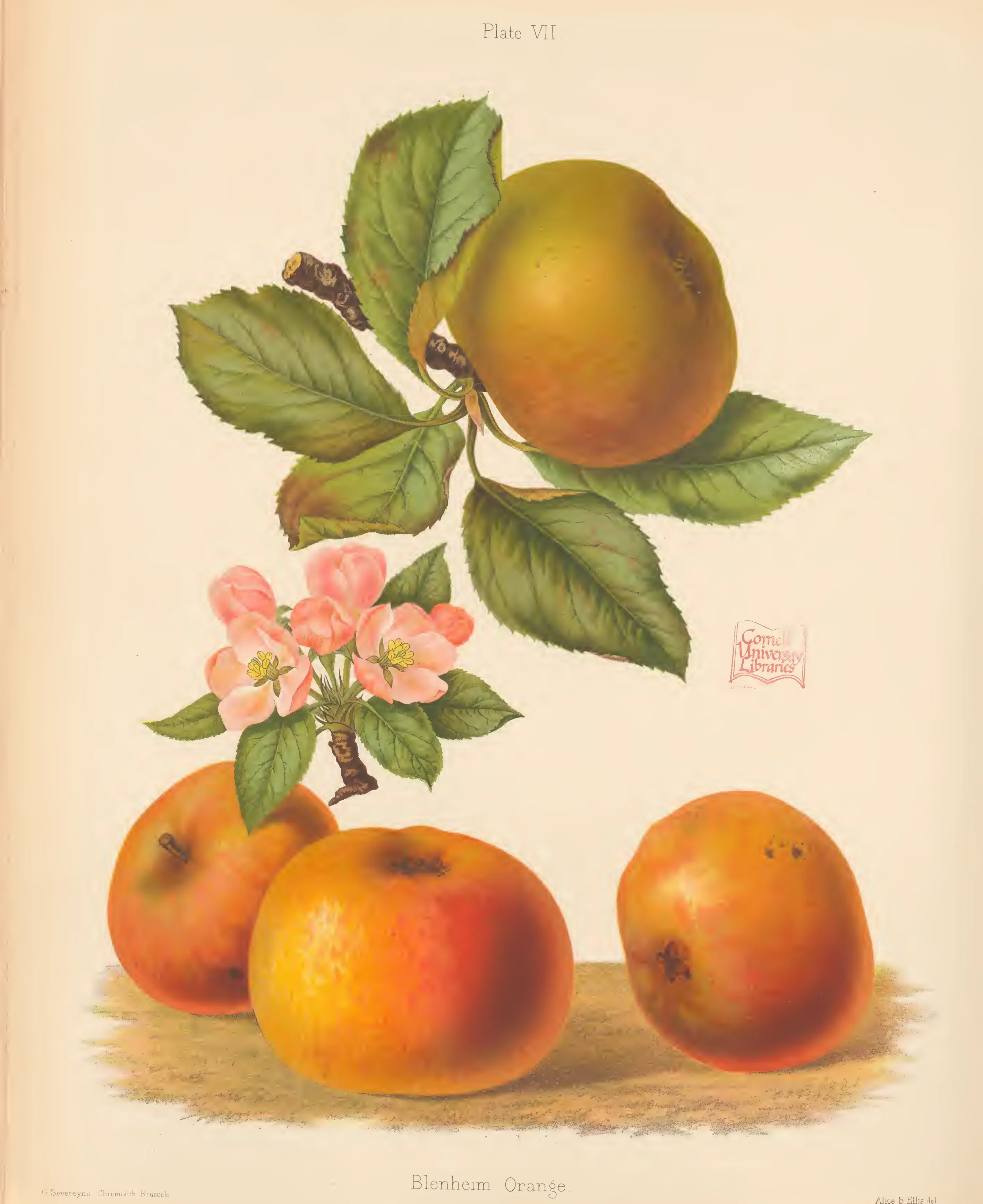 Illustration from The Herefordshire Pomona (1876–1885)