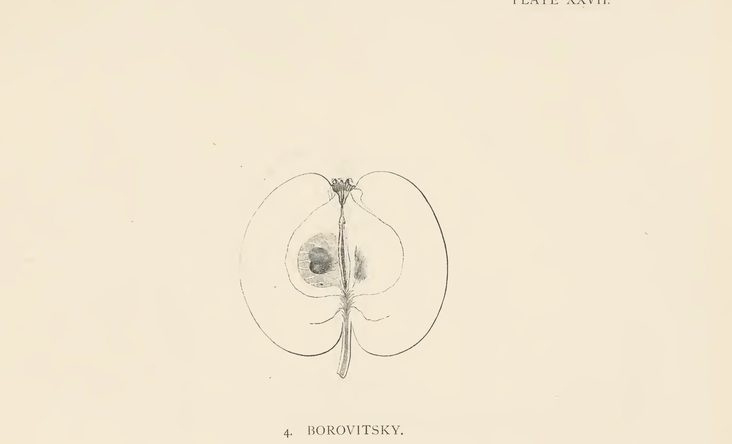 Illustration from The Herefordshire Pomona (1876–1885)