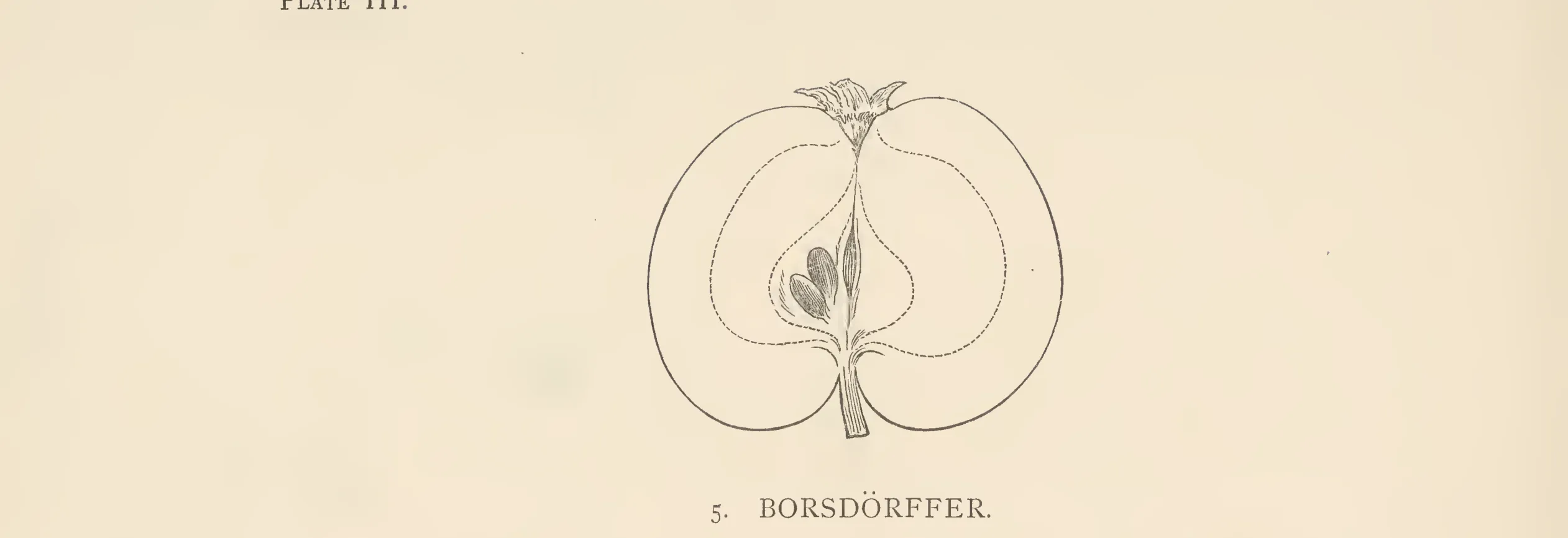 Illustration from The Herefordshire Pomona (1876–1885)