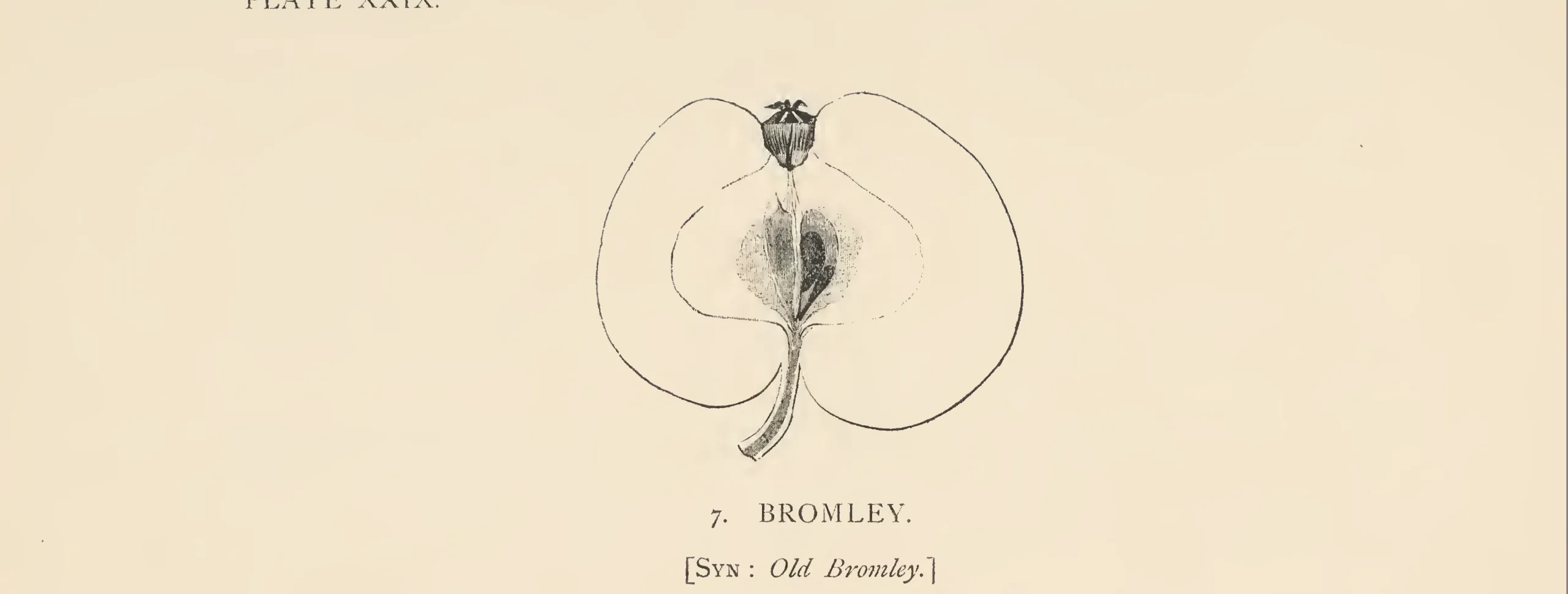 Illustration from The Herefordshire Pomona (1876–1885)