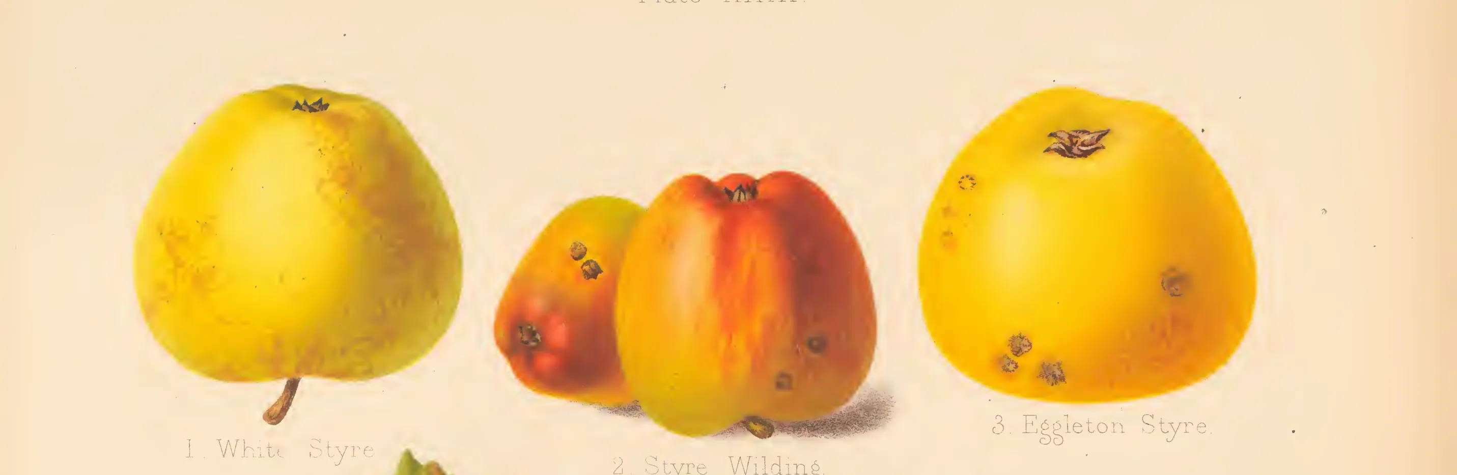 Illustration from The Herefordshire Pomona (1876–1885)