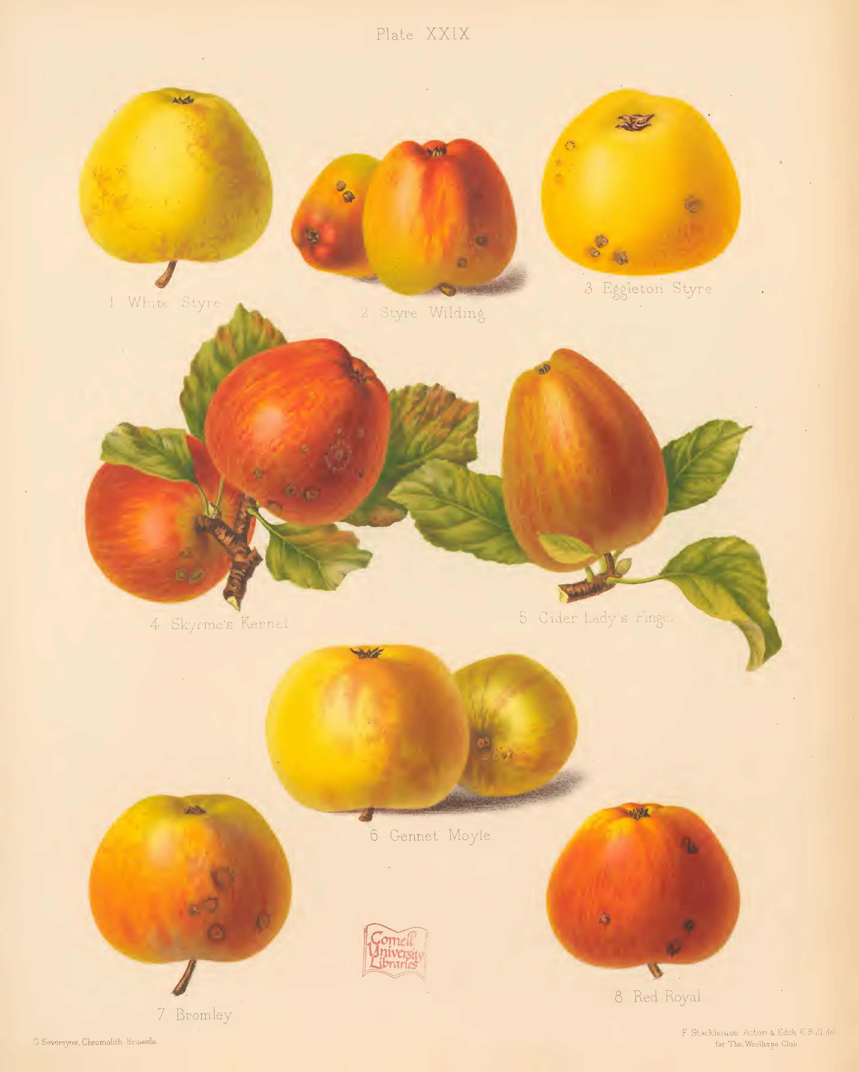 Illustration of Bromley