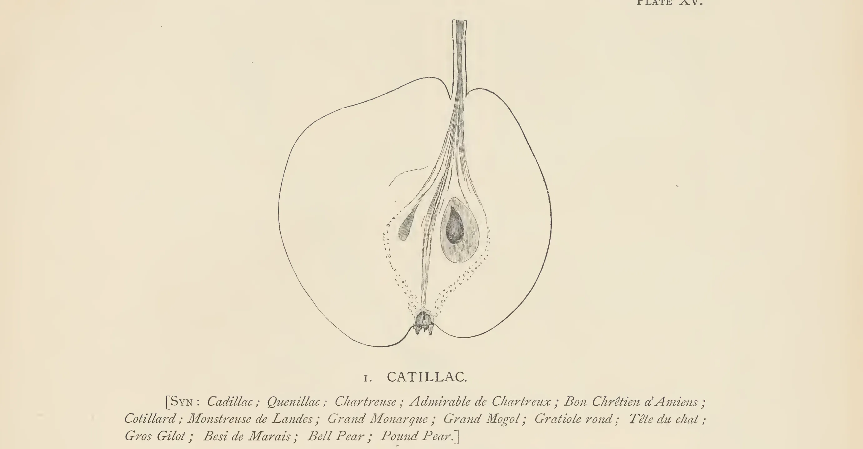 Illustration from The Herefordshire Pomona (1876–1885)