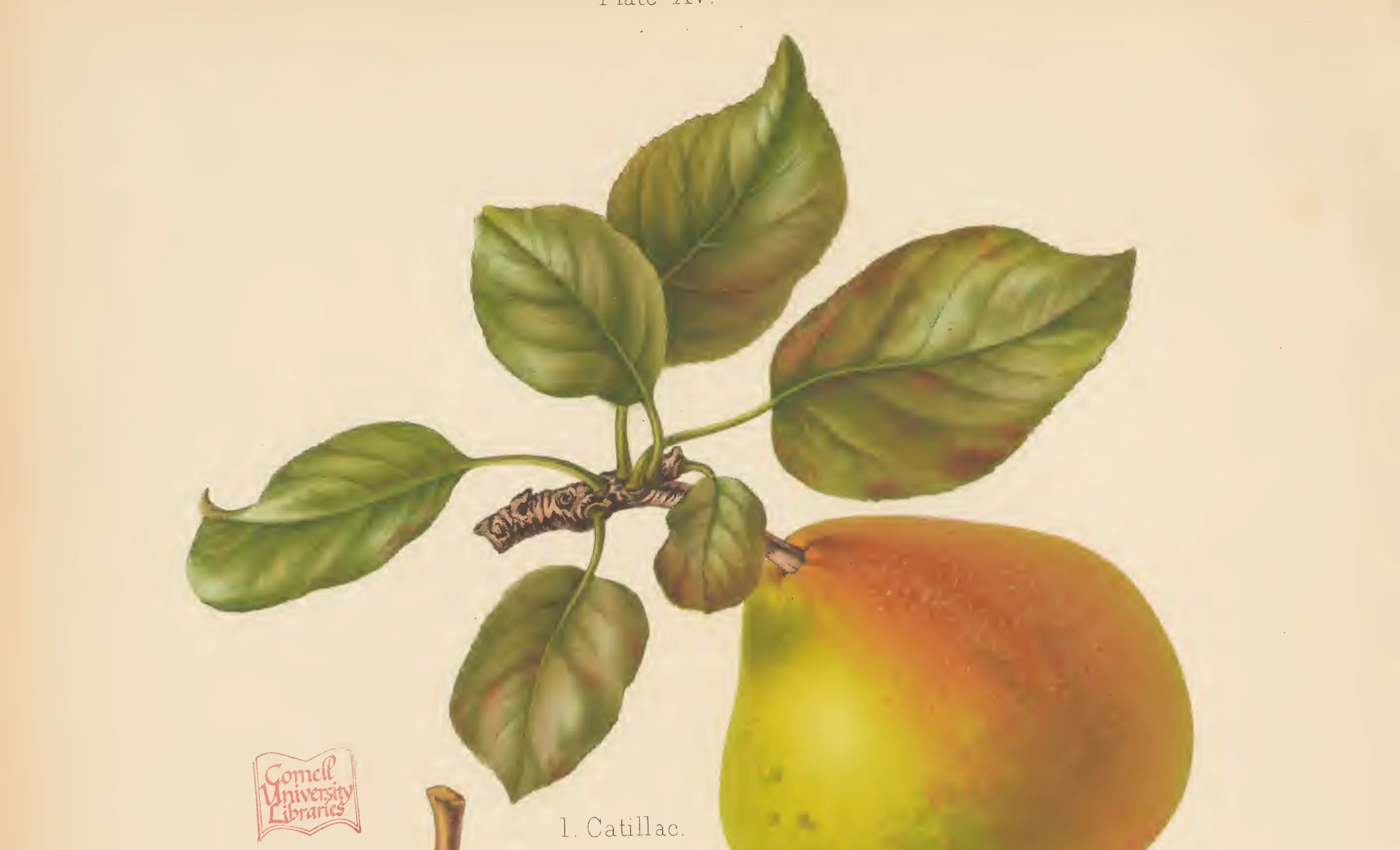 Illustration from The Herefordshire Pomona (1876–1885)