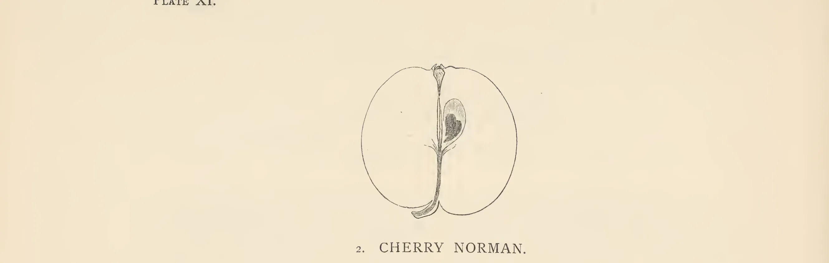 Illustration from The Herefordshire Pomona (1876–1885)