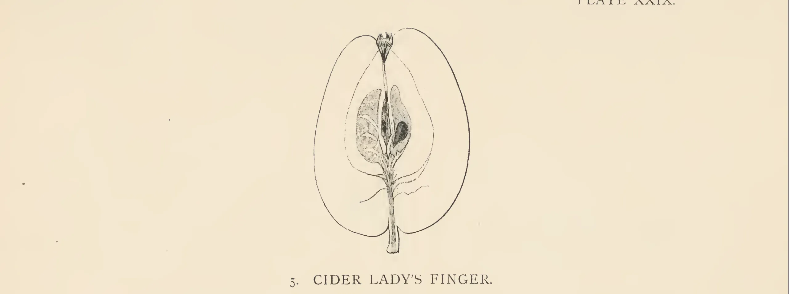 Illustration from The Herefordshire Pomona (1876–1885)