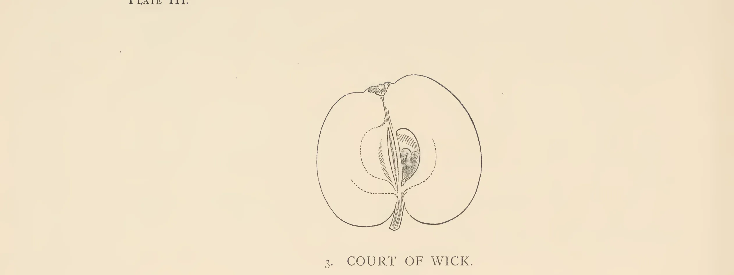 Illustration from The Herefordshire Pomona (1876–1885)