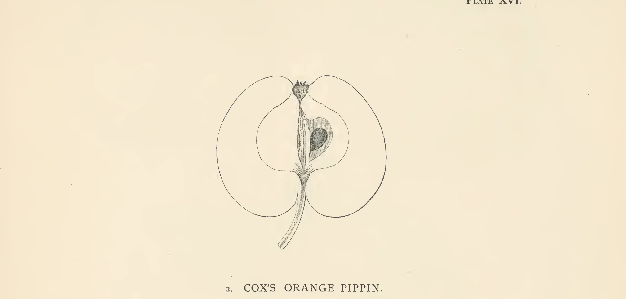 Illustration from The Herefordshire Pomona (1876–1885)