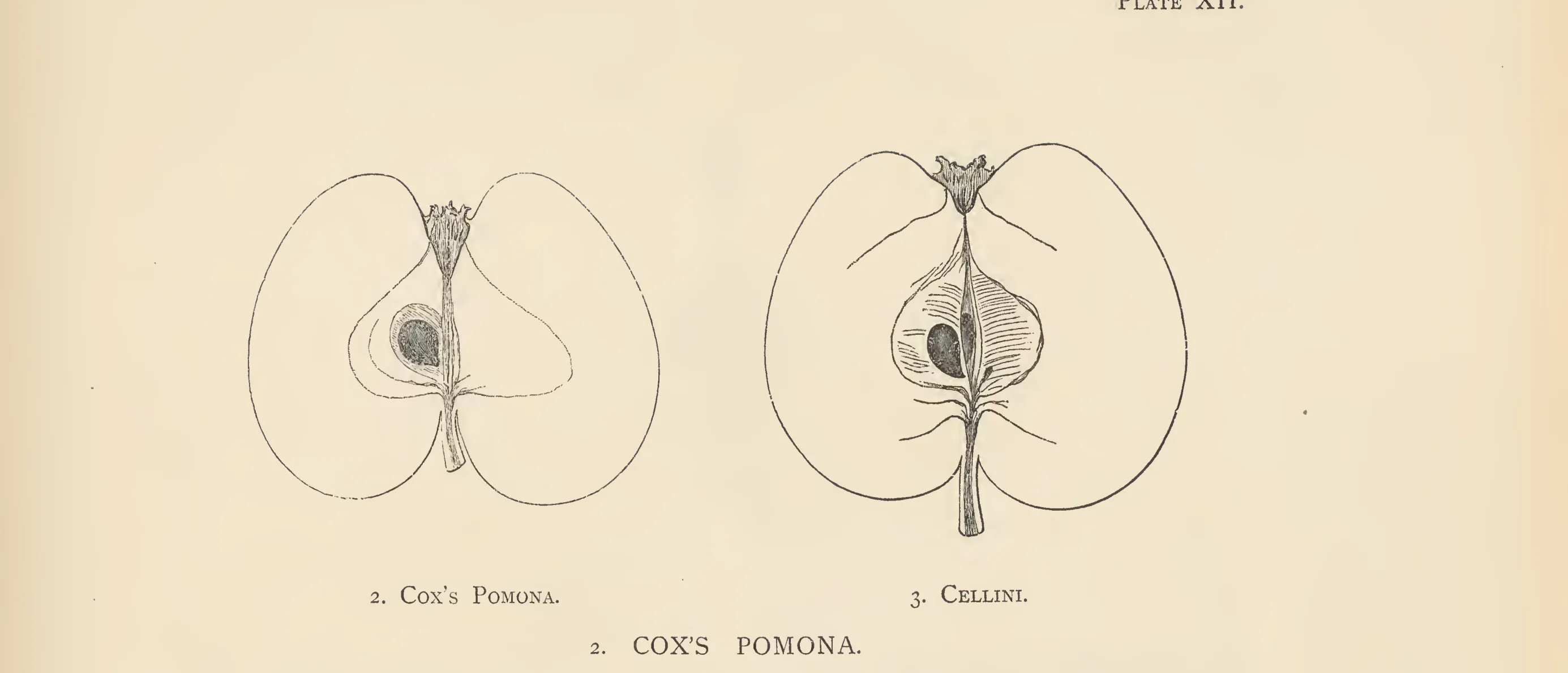 Illustration from The Herefordshire Pomona (1876–1885)
