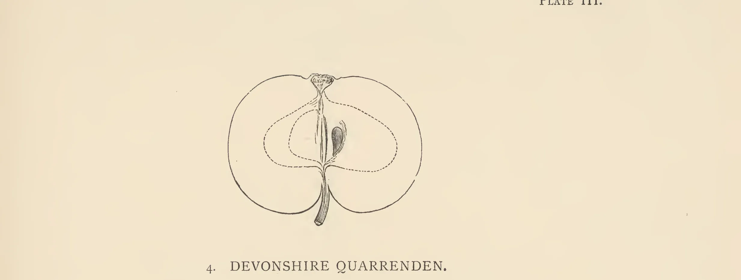 Illustration from The Herefordshire Pomona (1876–1885)