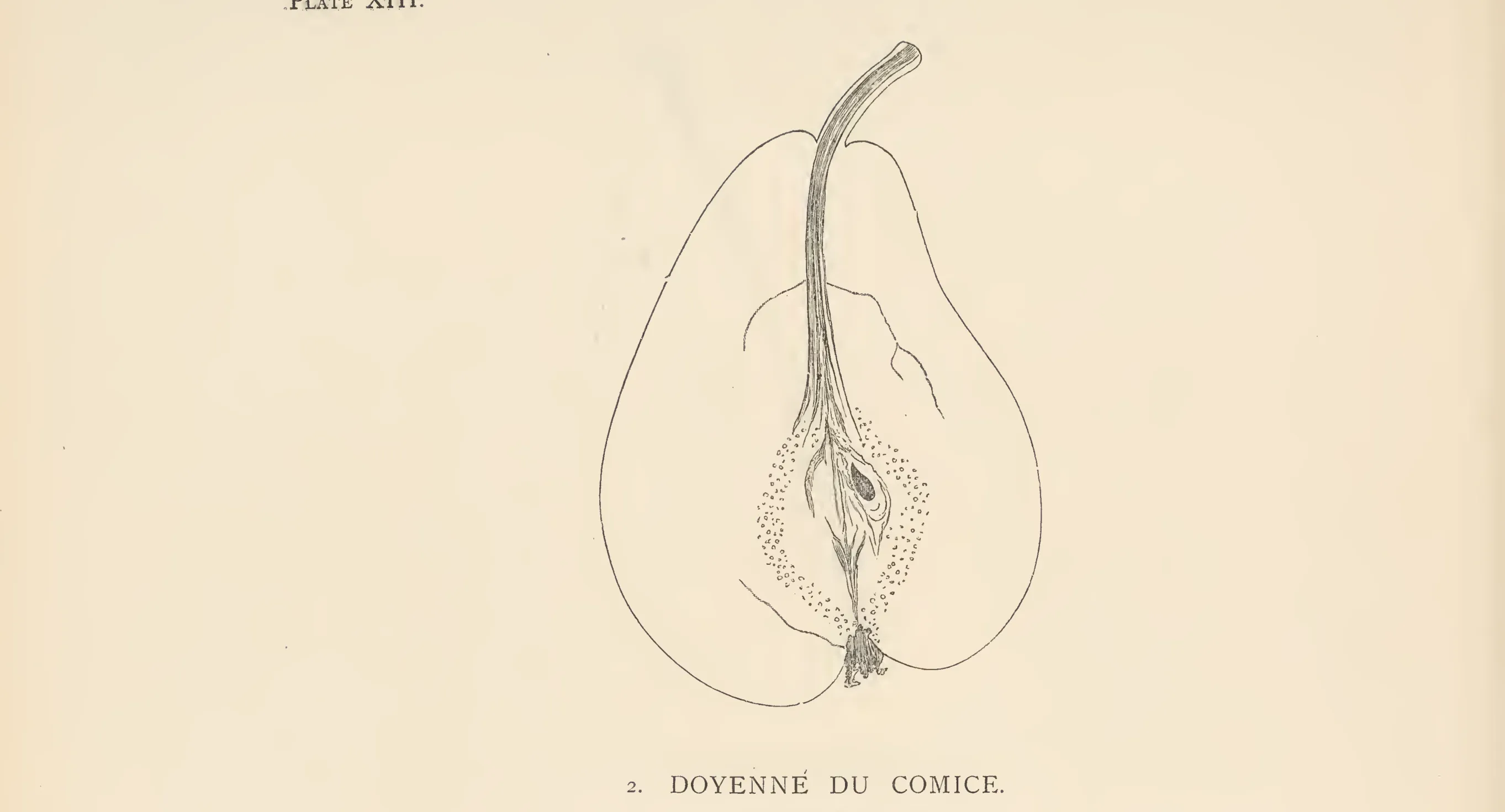 Illustration from The Herefordshire Pomona (1876–1885)