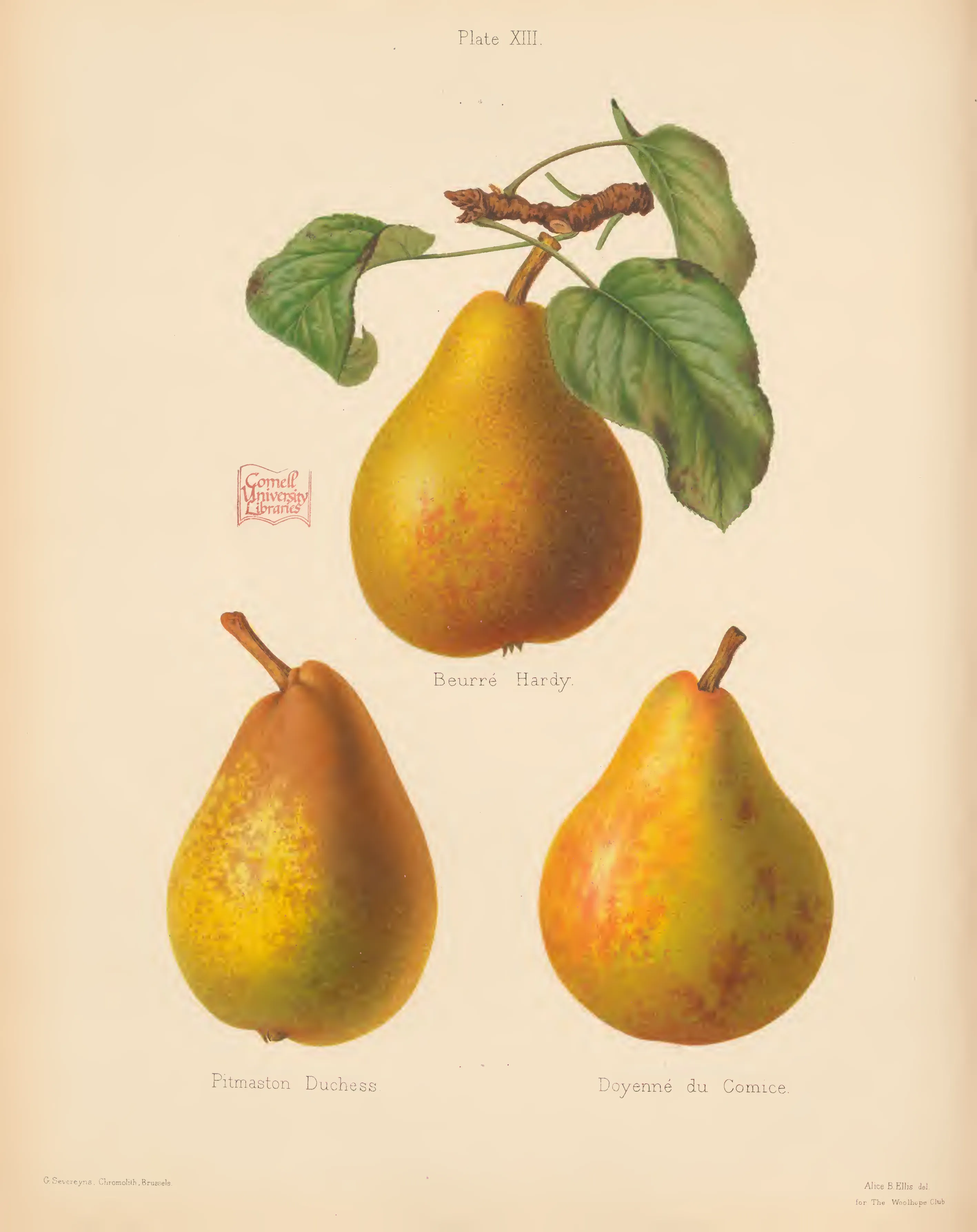 Illustration from The Herefordshire Pomona (1876–1885)