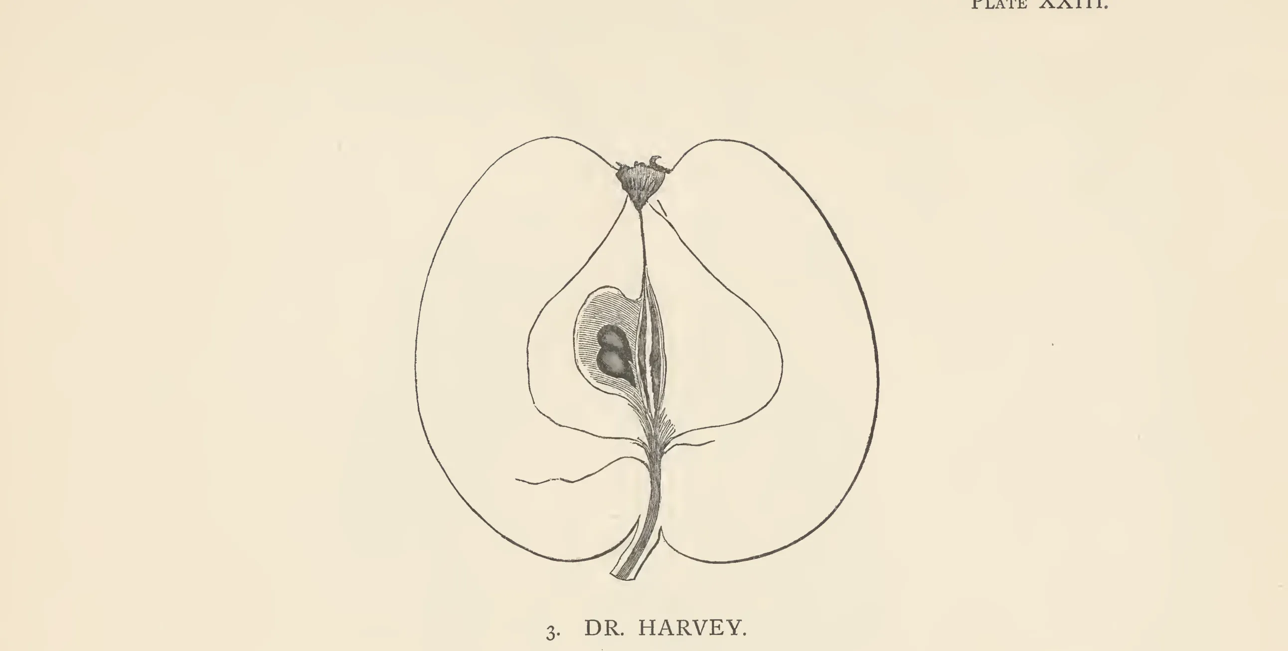 Illustration from The Herefordshire Pomona (1876–1885)