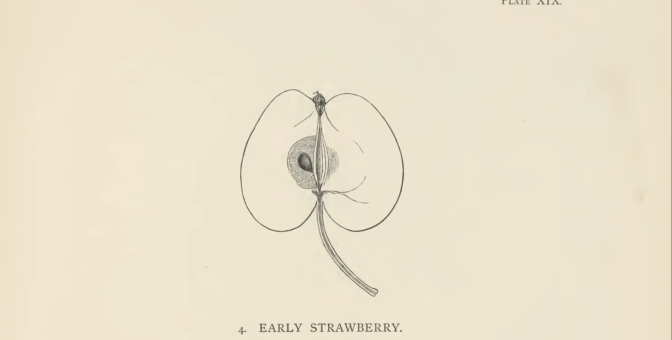 Illustration from The Herefordshire Pomona (1876–1885)