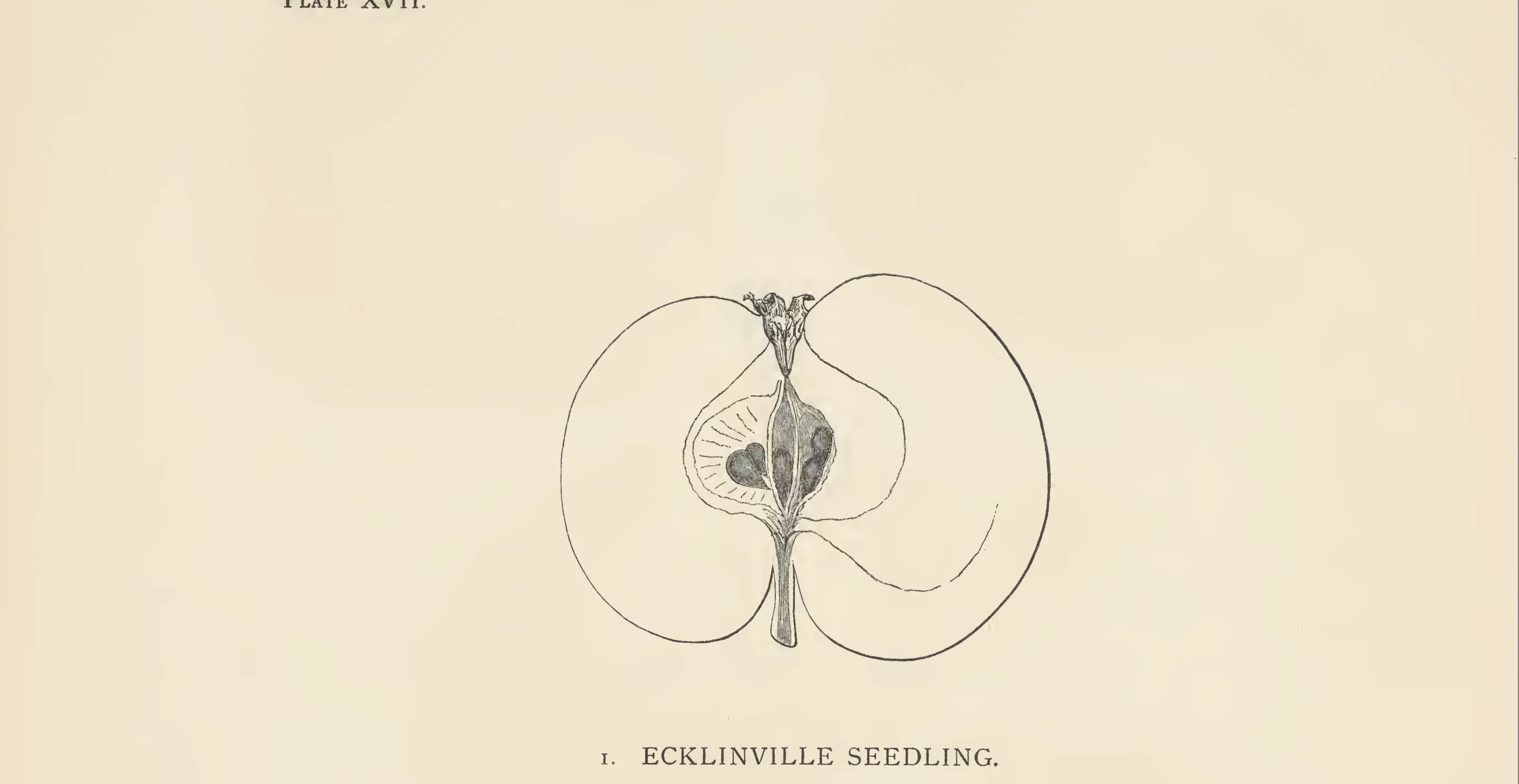Illustration of Ecklinville Pippin