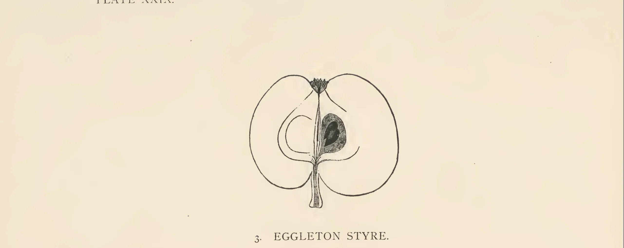 Illustration from The Herefordshire Pomona (1876–1885)