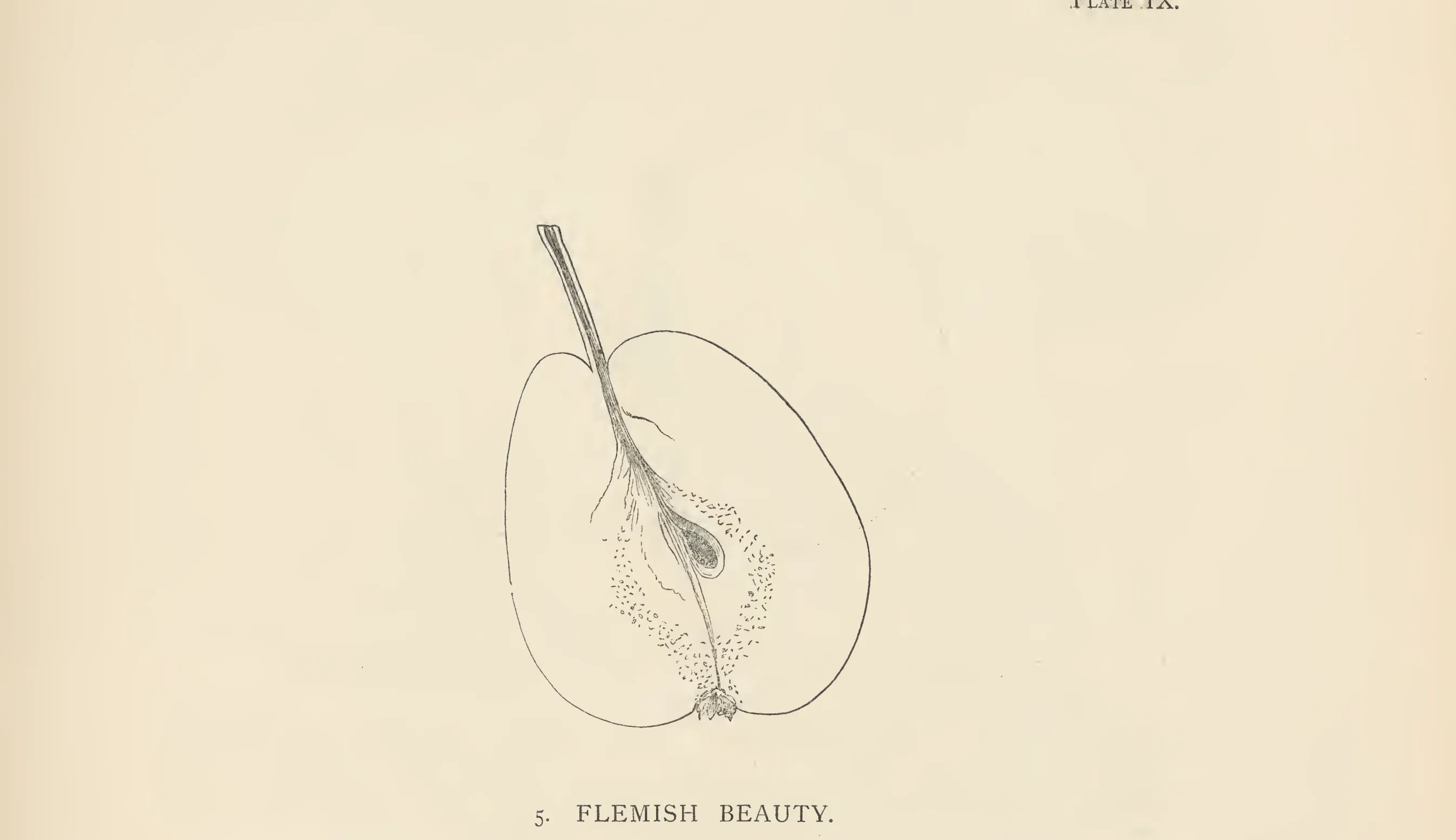 Illustration from The Herefordshire Pomona (1876–1885)