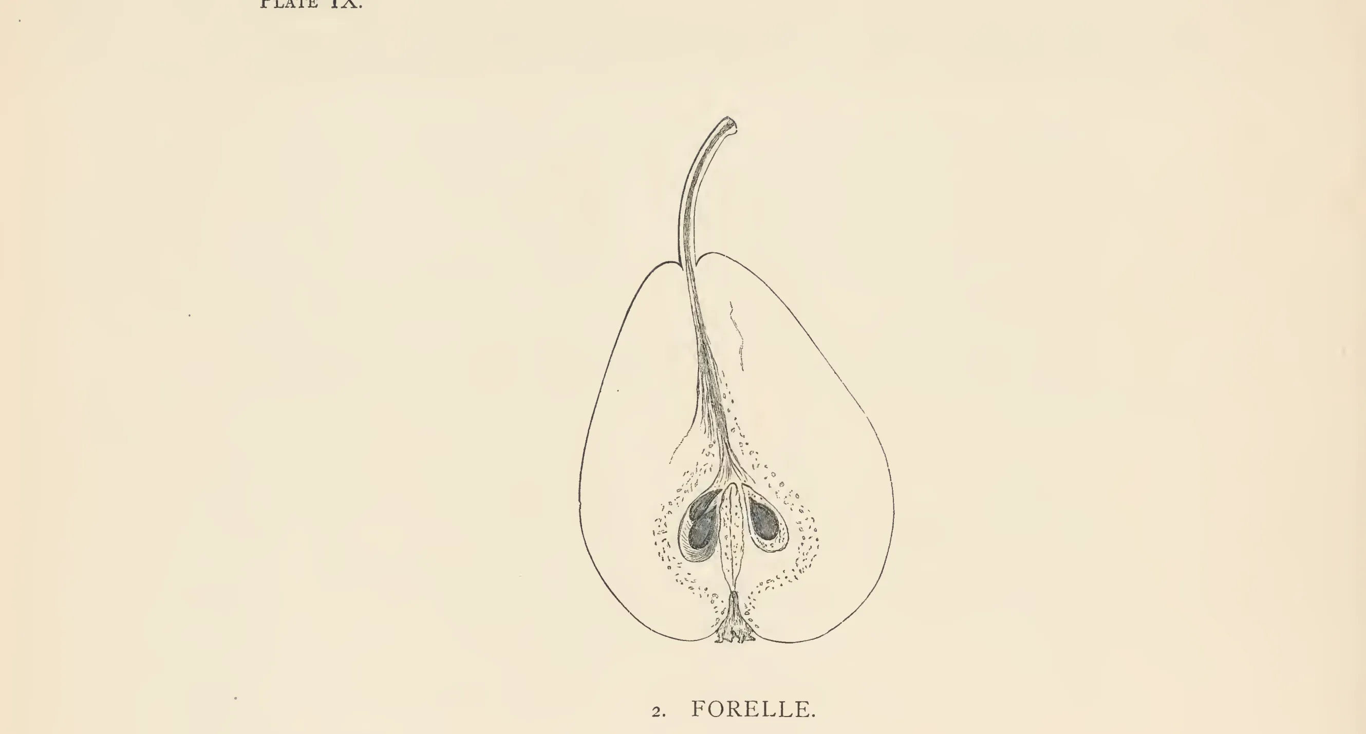 Illustration from The Herefordshire Pomona (1876–1885)