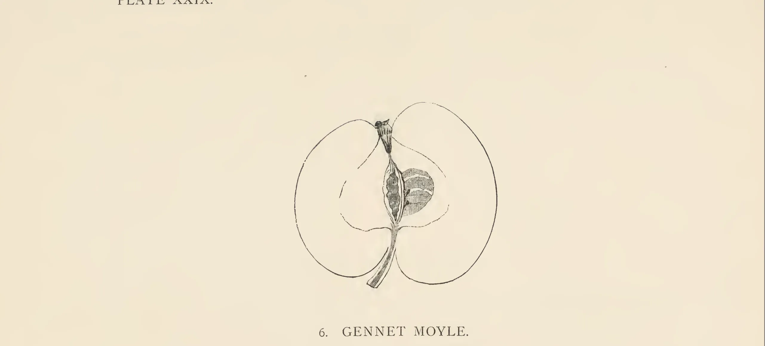 Illustration from The Herefordshire Pomona (1876–1885)