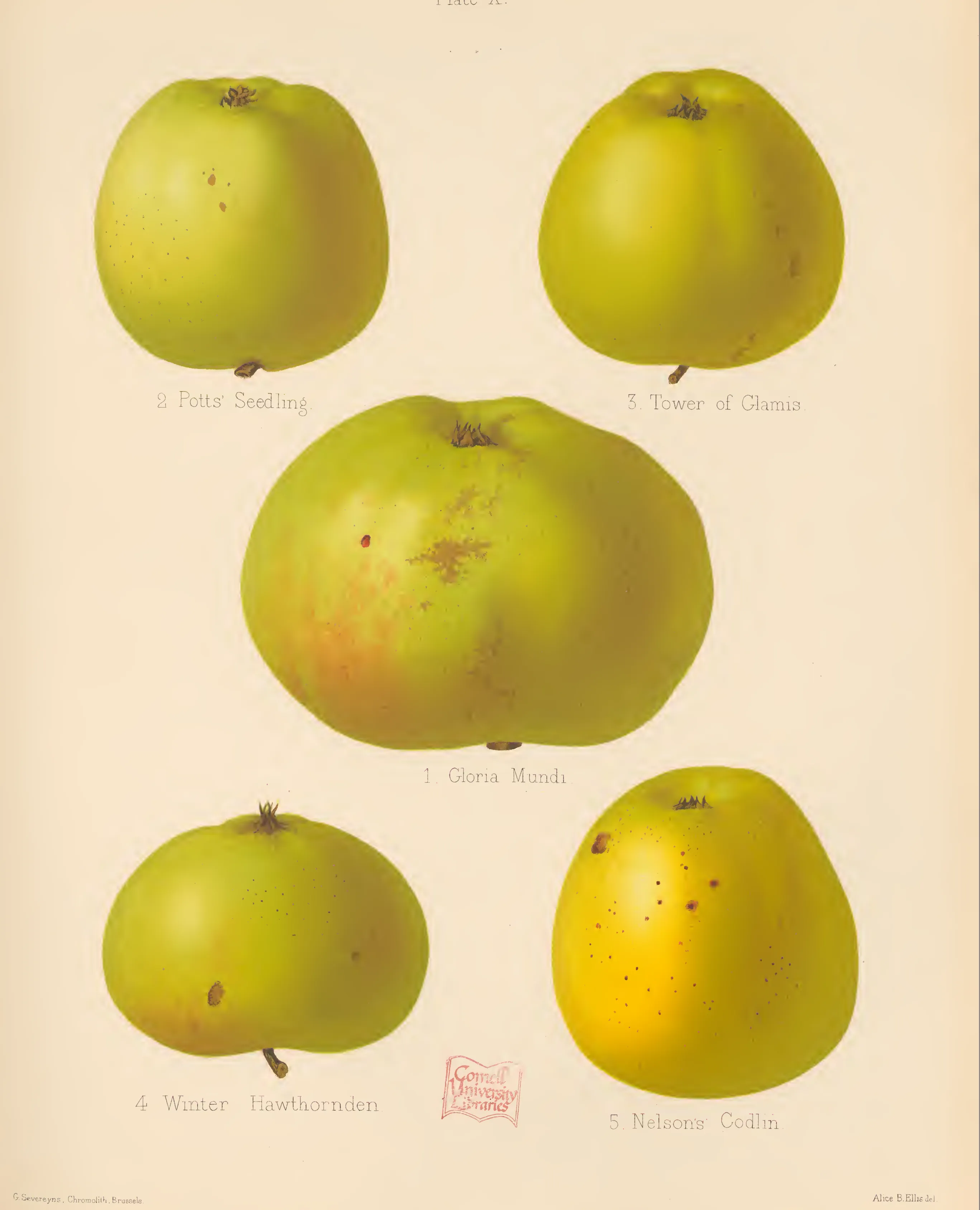 Illustration from The Herefordshire Pomona (1876–1885)