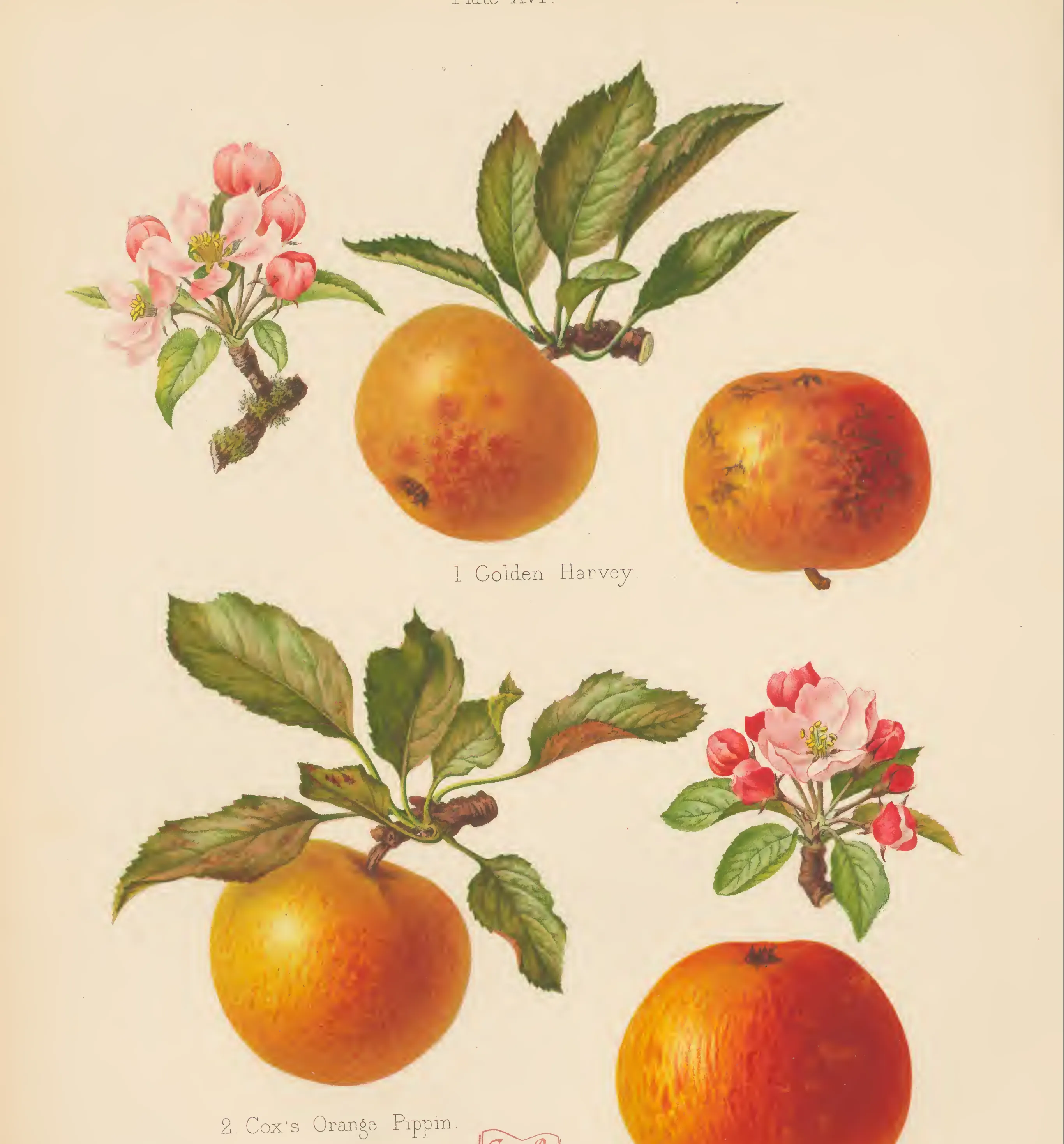 Illustration of Golden Harvey