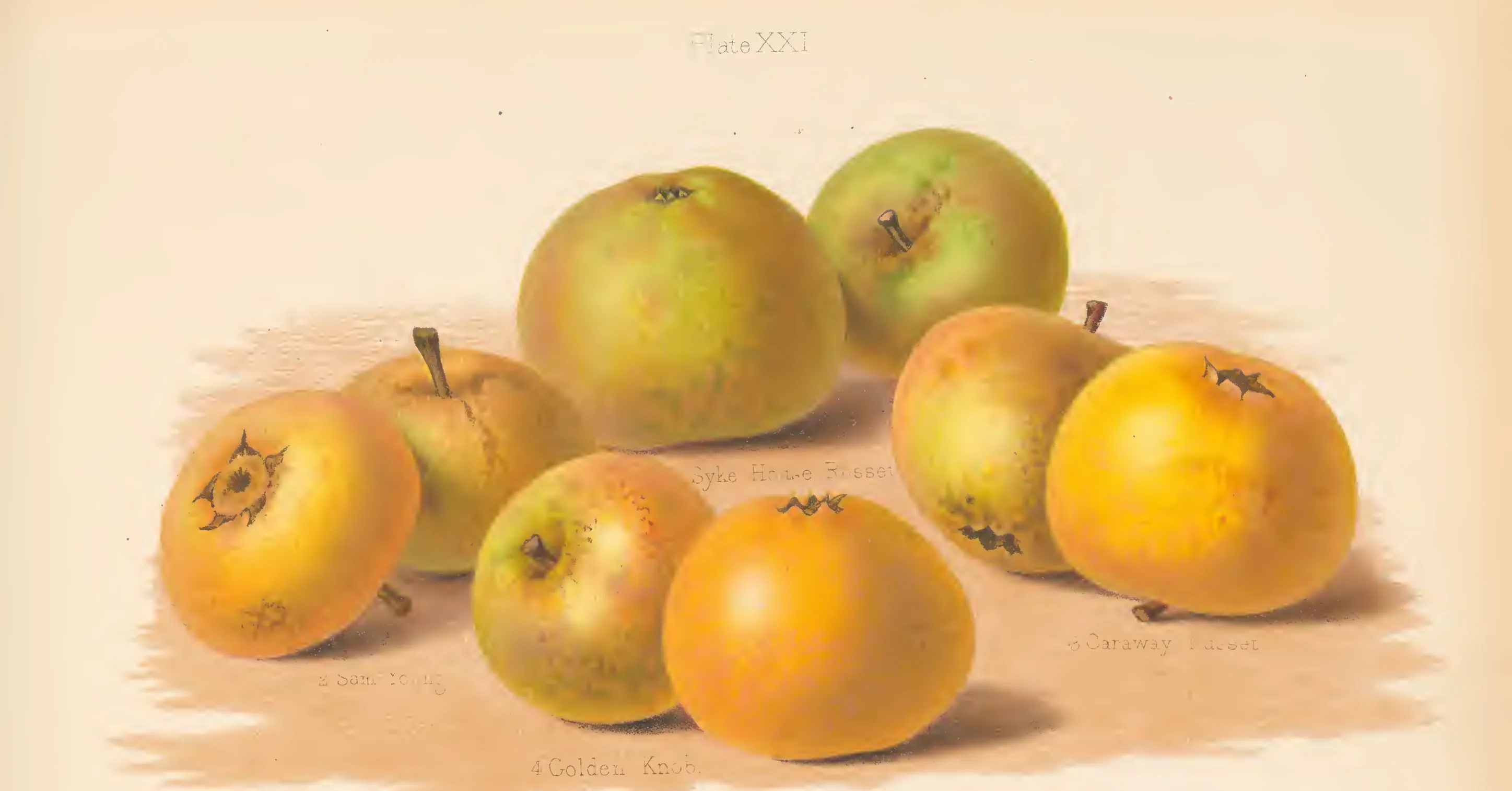 Illustration from The Herefordshire Pomona (1876–1885)