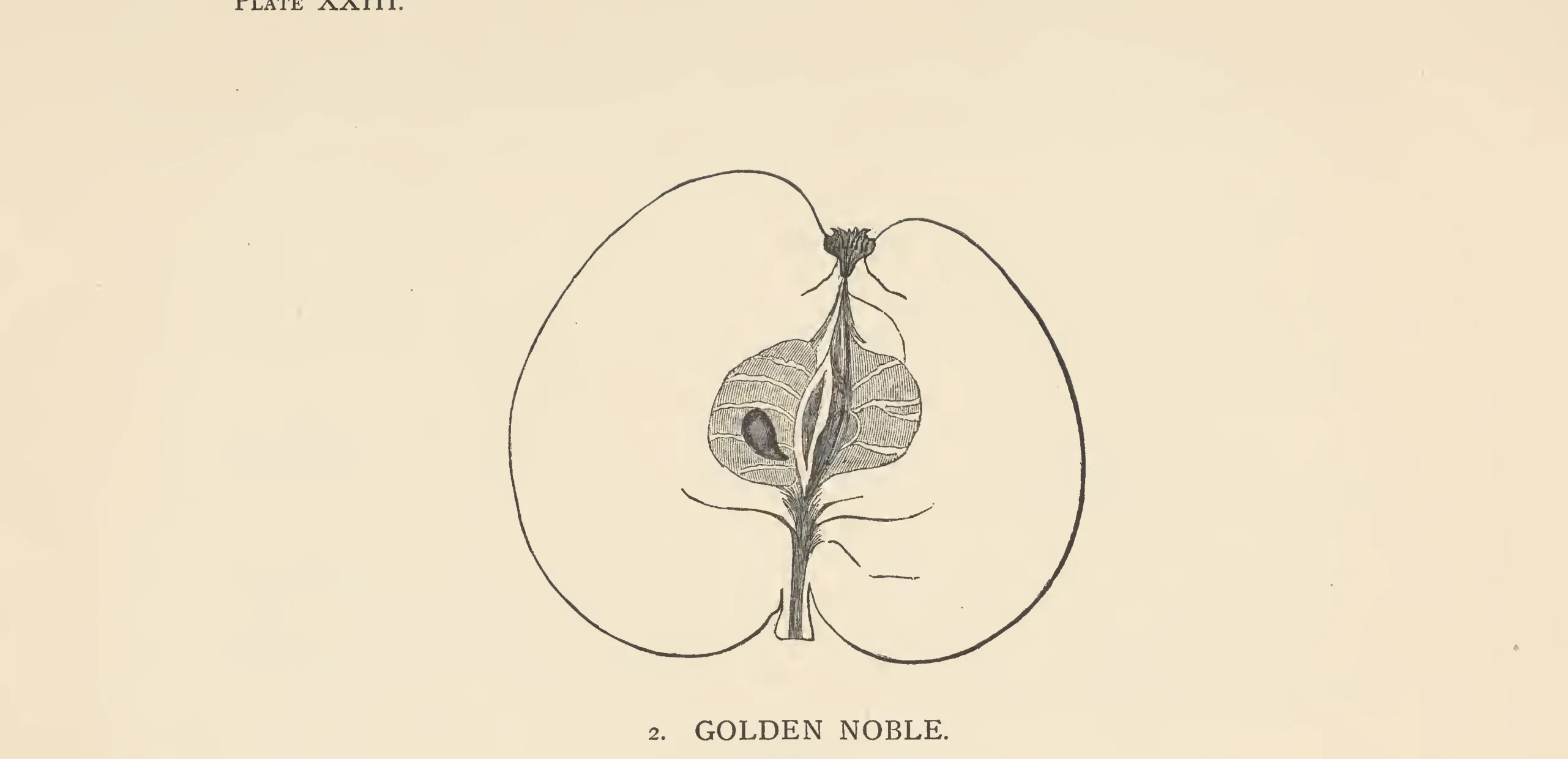 Illustration from The Herefordshire Pomona (1876–1885)