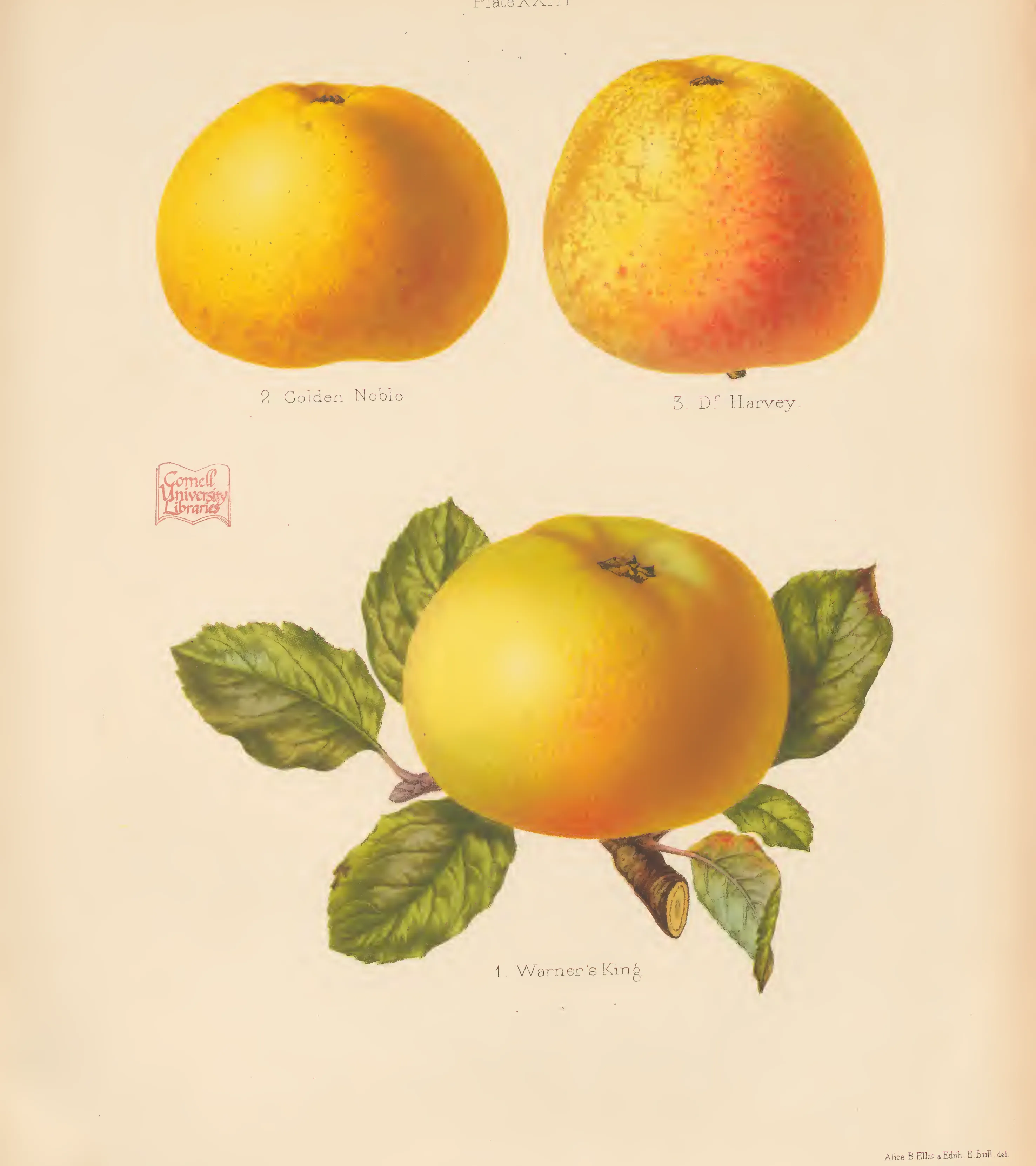 Illustration from The Herefordshire Pomona (1876–1885)