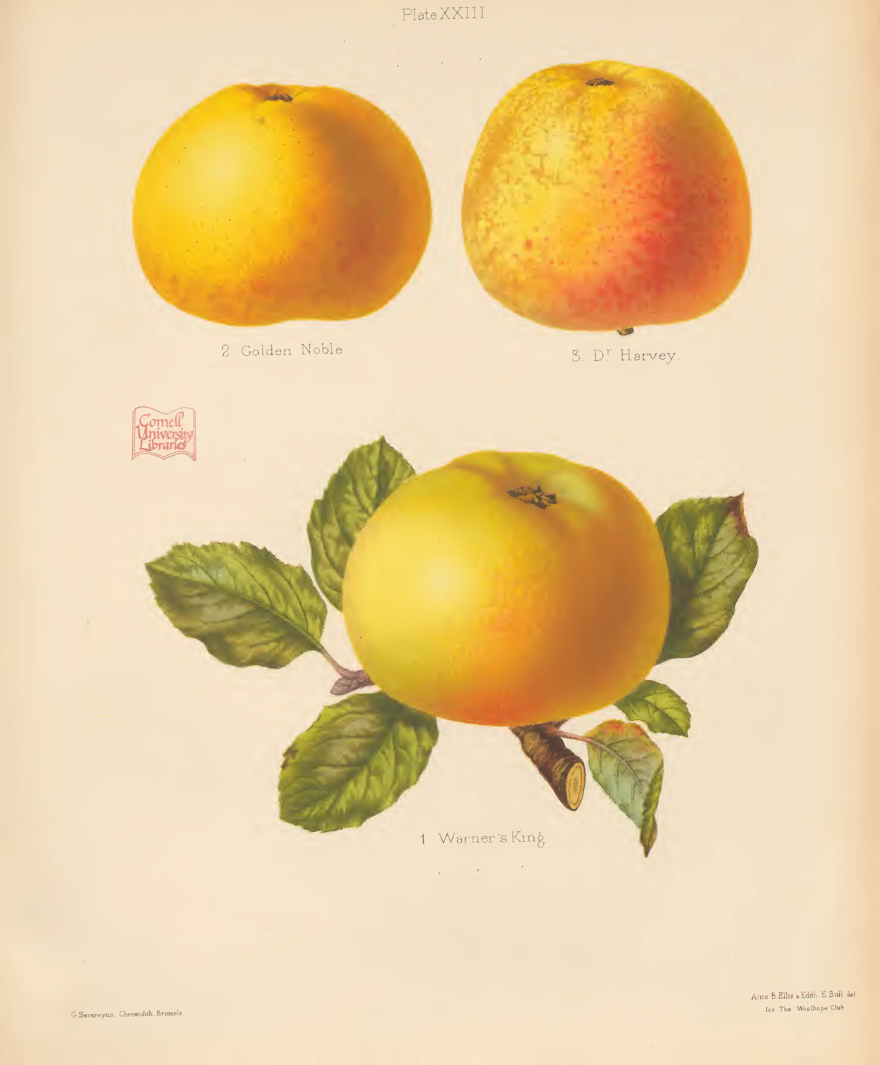 Illustration from The Herefordshire Pomona (1876–1885)