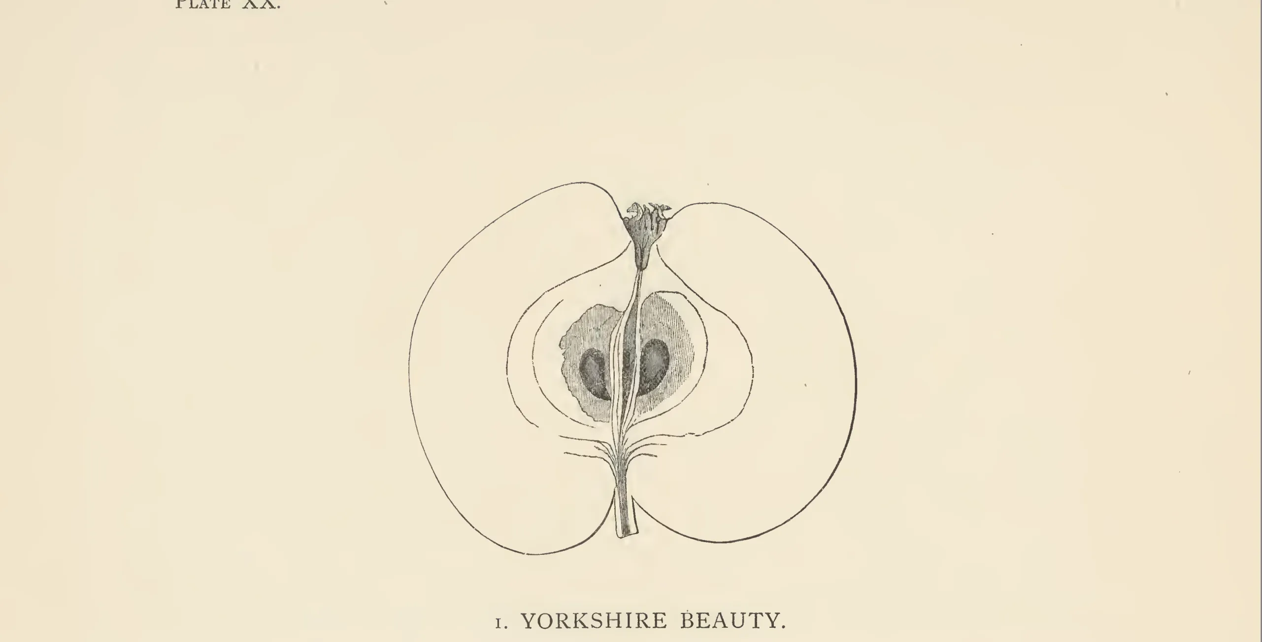 Illustration of Greenup's Pippin