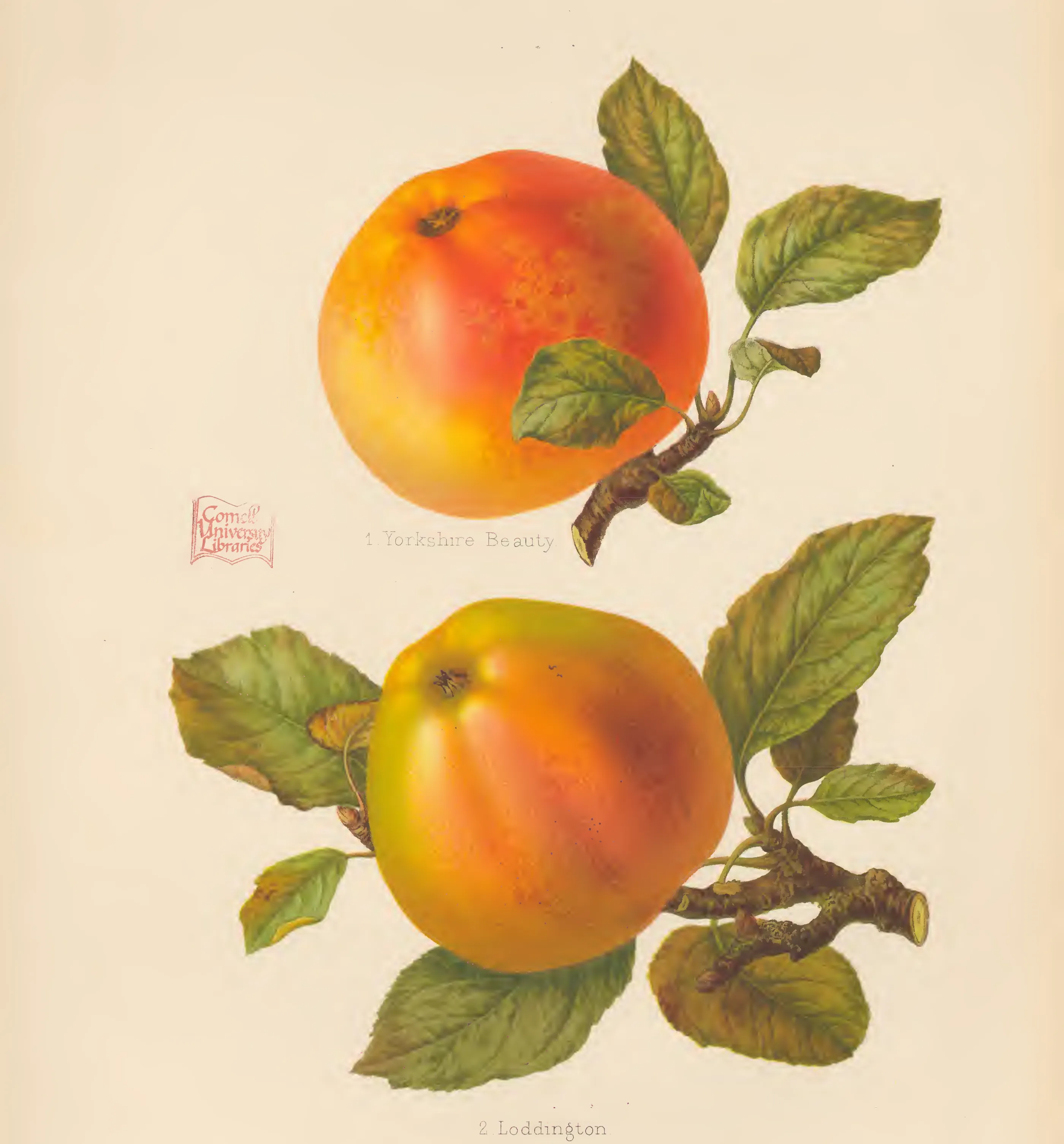 Illustration from The Herefordshire Pomona (1876–1885)
