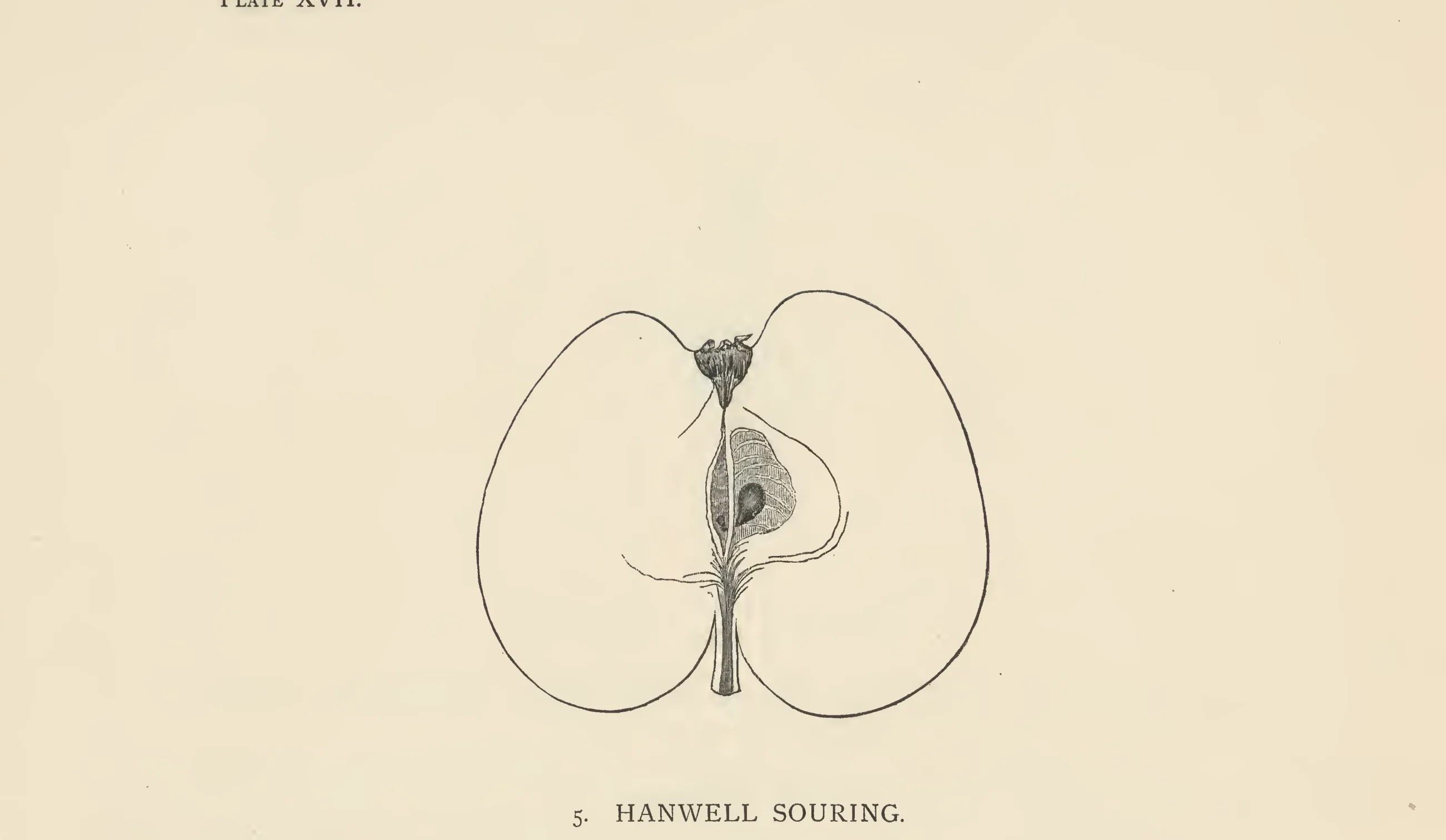 Illustration from The Herefordshire Pomona (1876–1885)