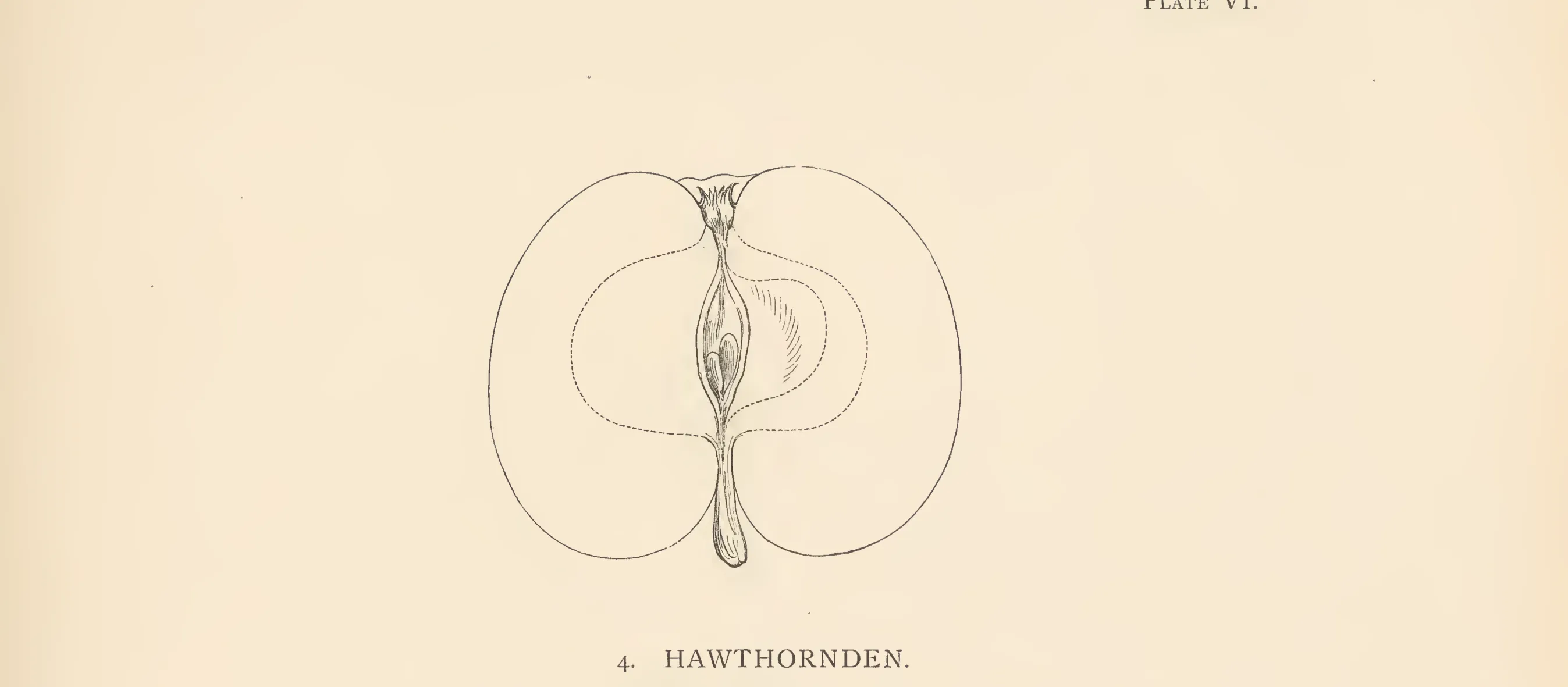 Illustration from The Herefordshire Pomona (1876–1885)