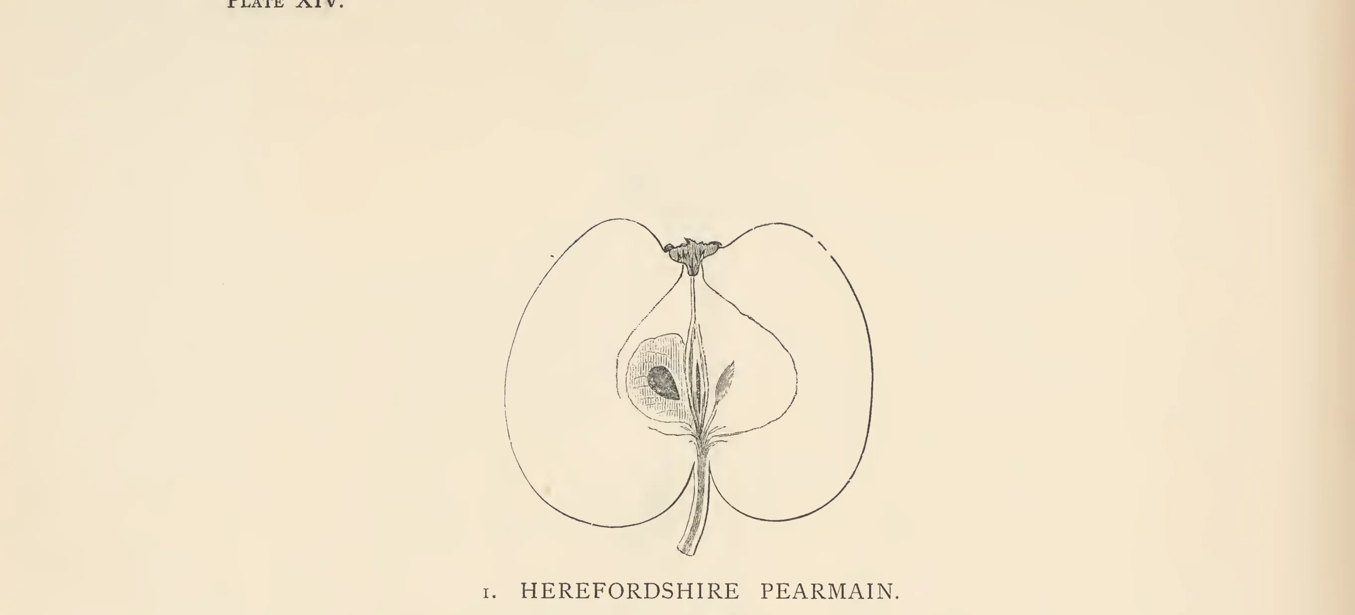 Illustration from The Herefordshire Pomona (1876–1885)